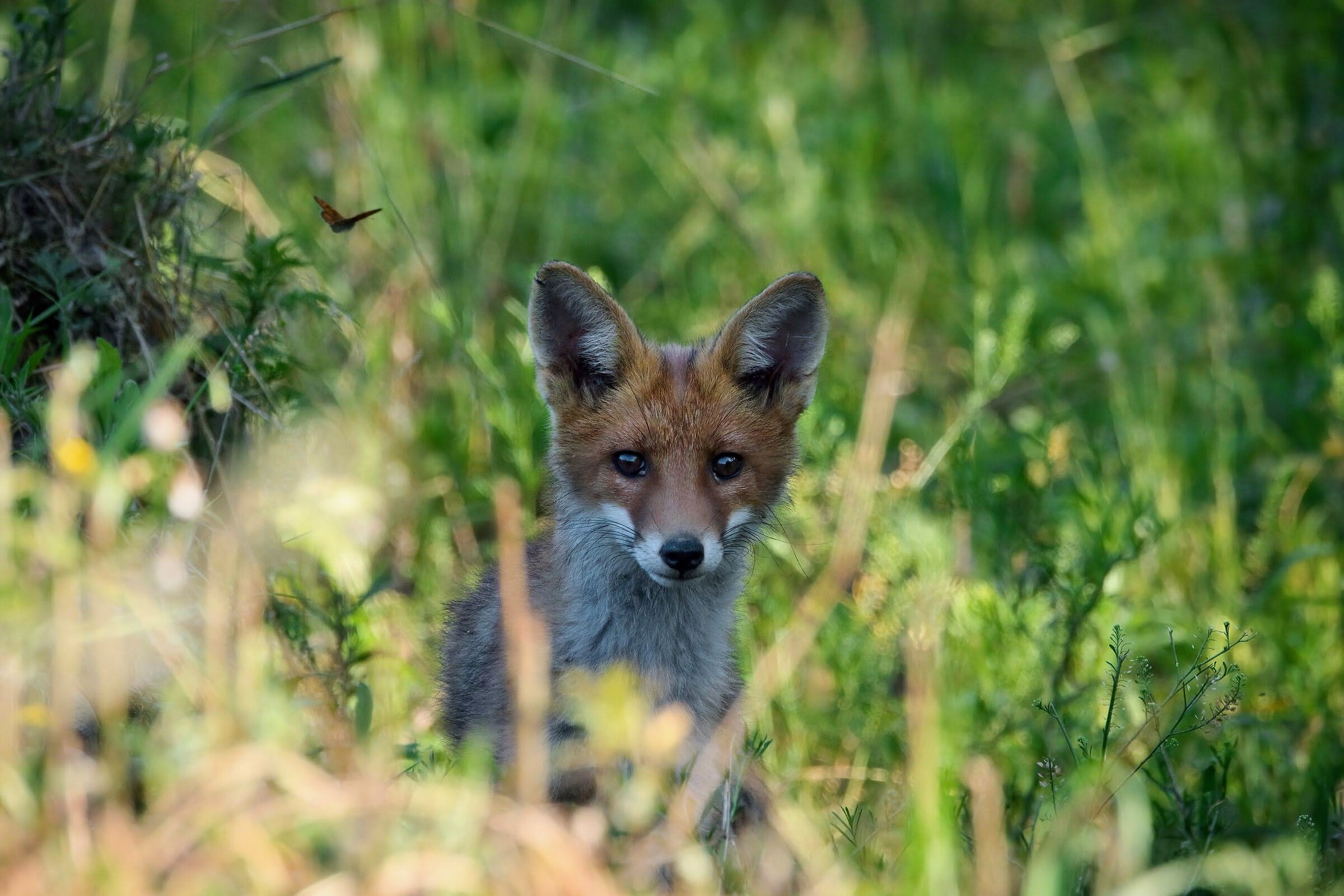Red fox cub