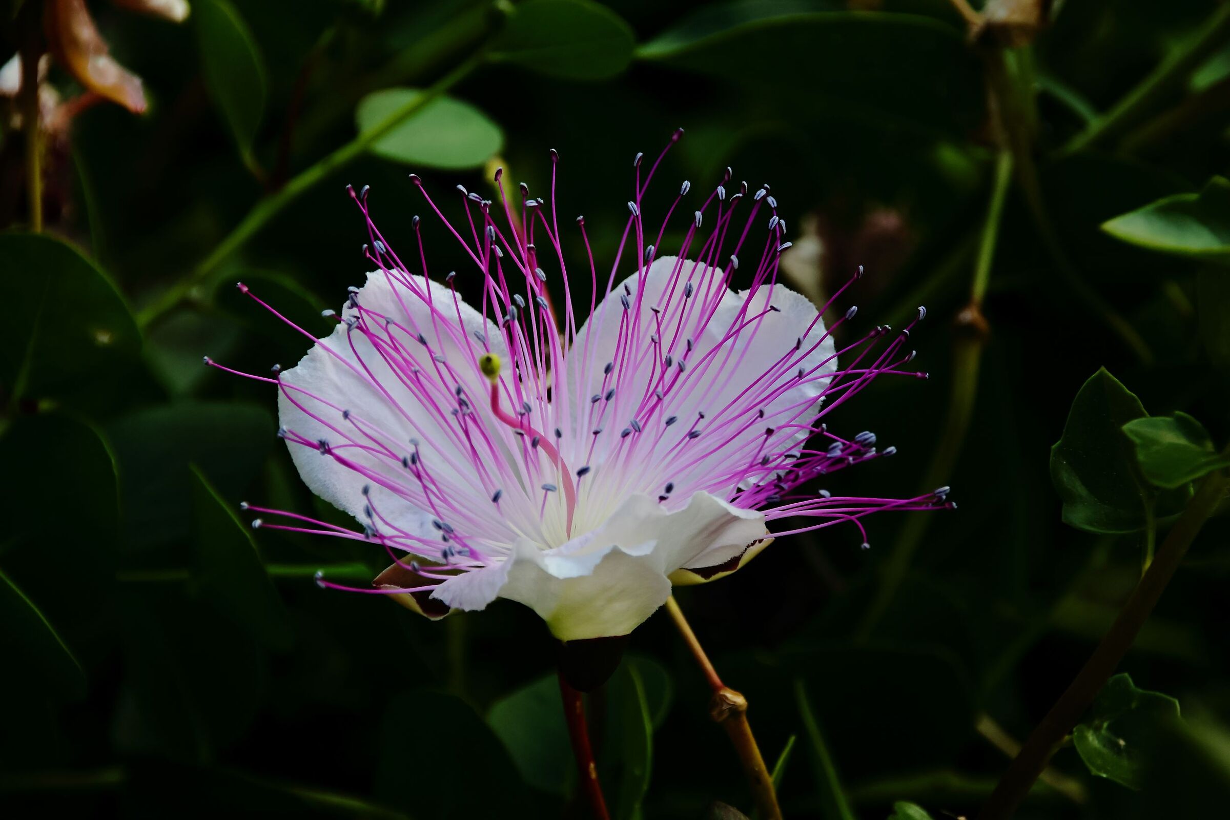 Che fior di.......cappero