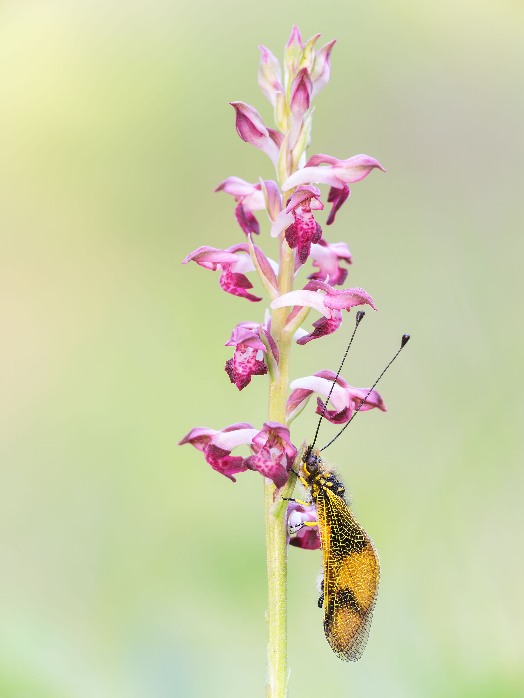 Libelloides longicornis su Anacamptis coriophora