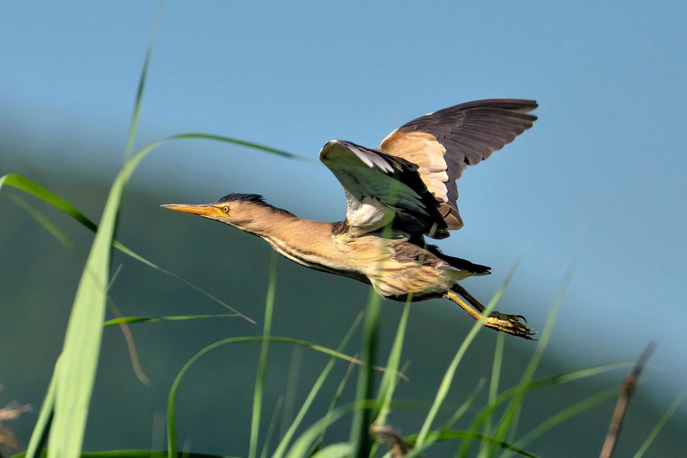 Little bittern (Ixobrychus minutus)