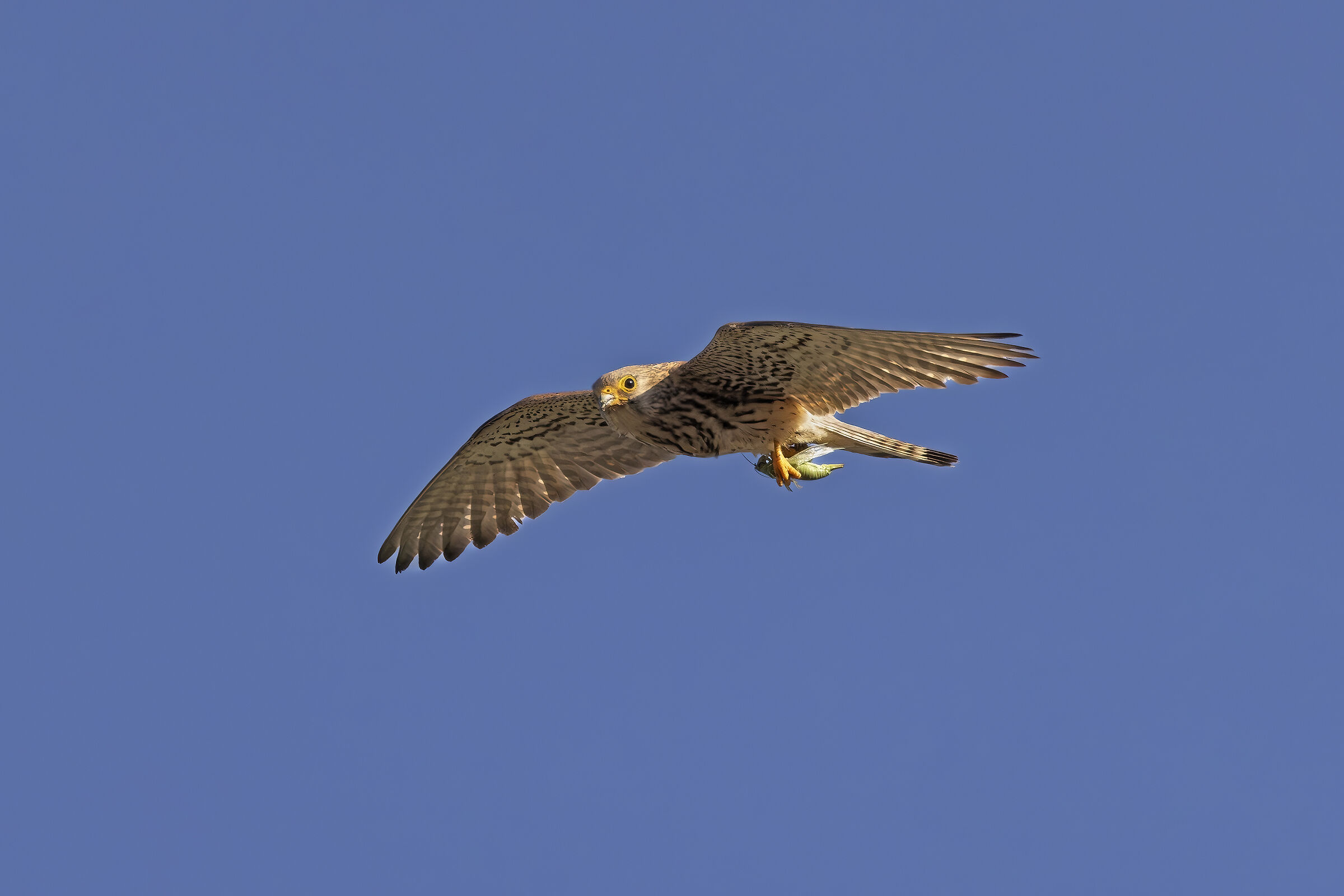 Kestrel with Prey Front View