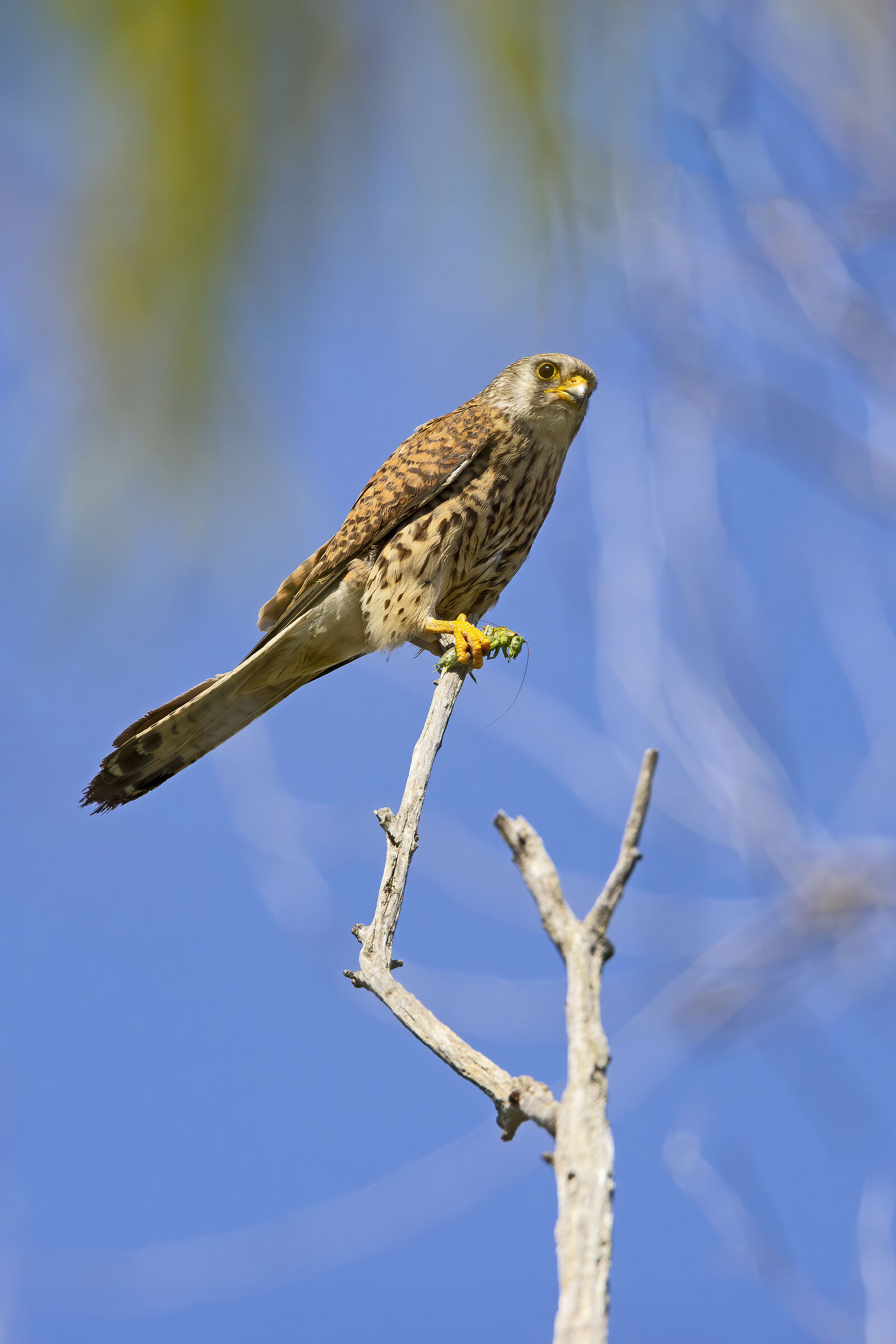 Kestrel with Prey