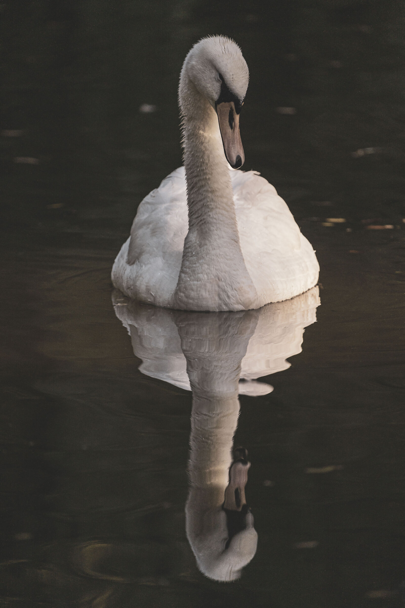 La maestosità del cigno