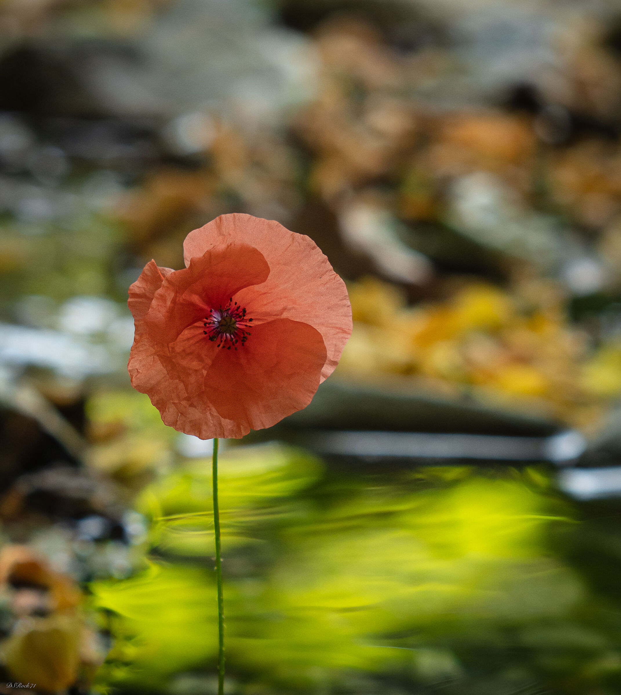 poppy on the rivulet