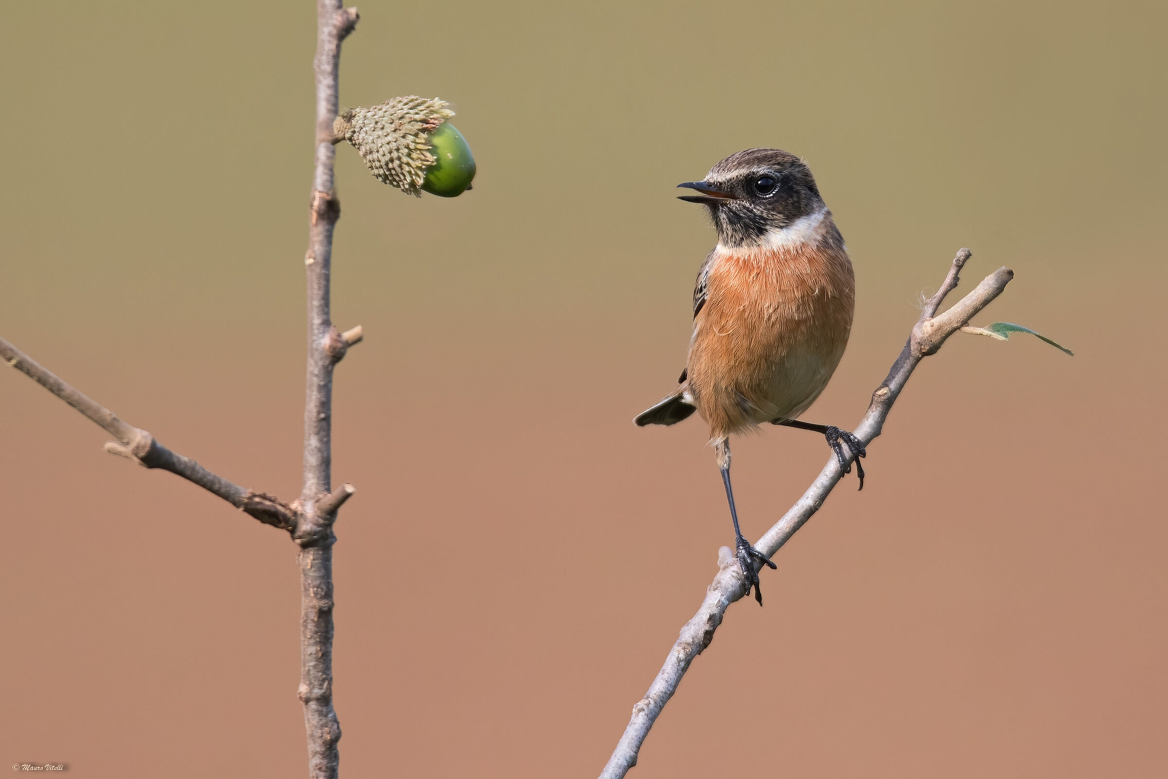 Saltimpalus (Saxicola torquatus)