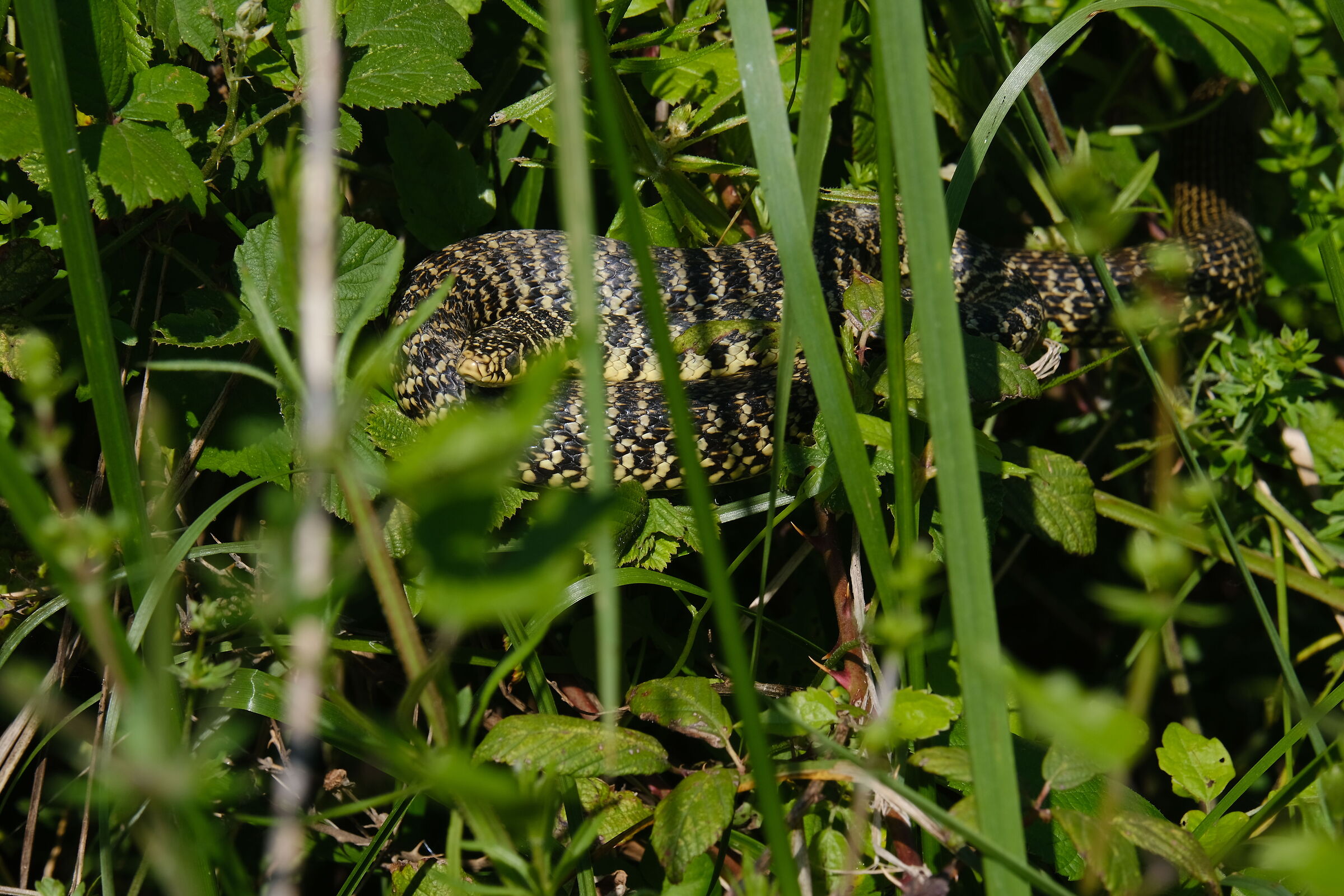 caccia grossa