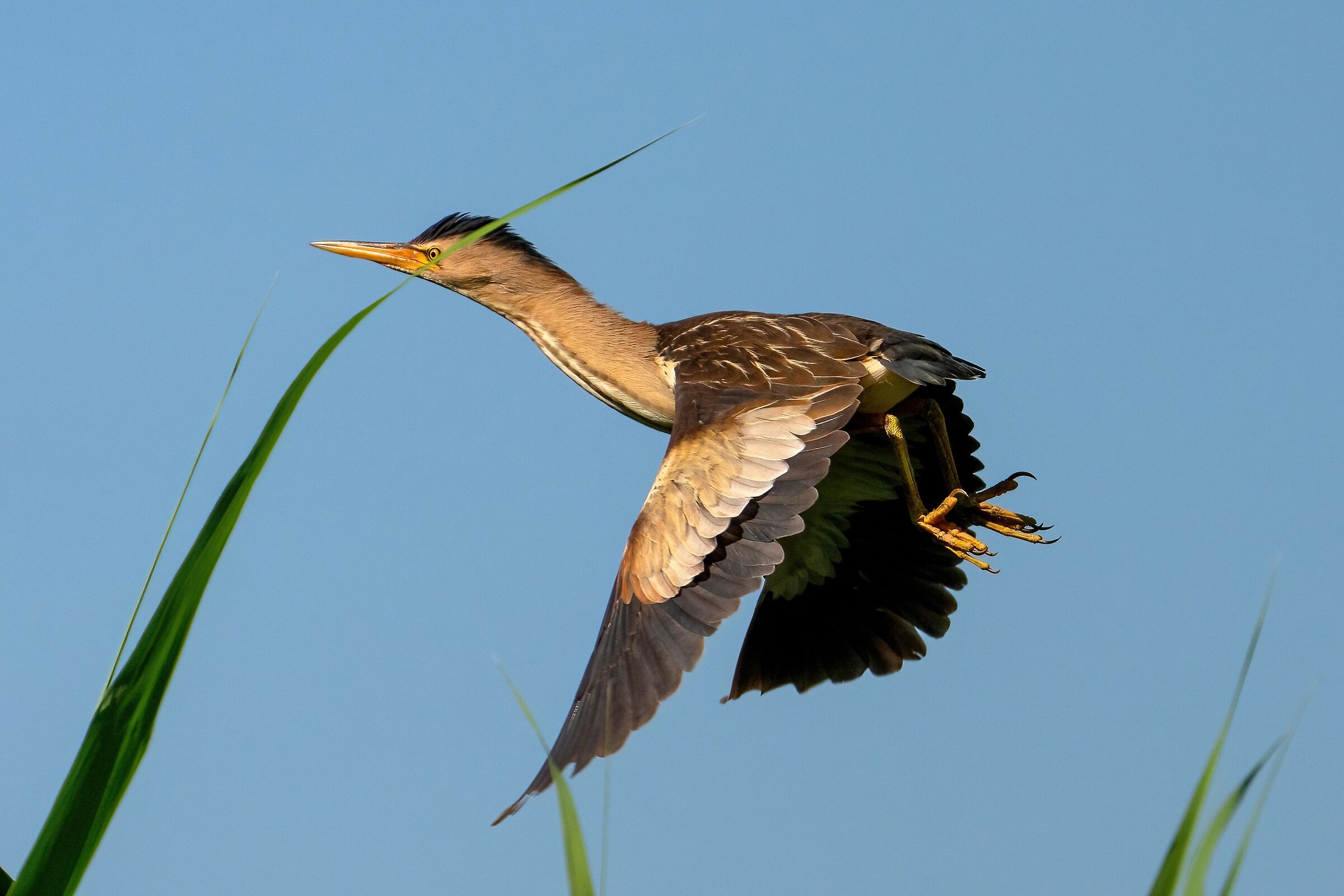 Little bittern (Ixobrychus minutus)