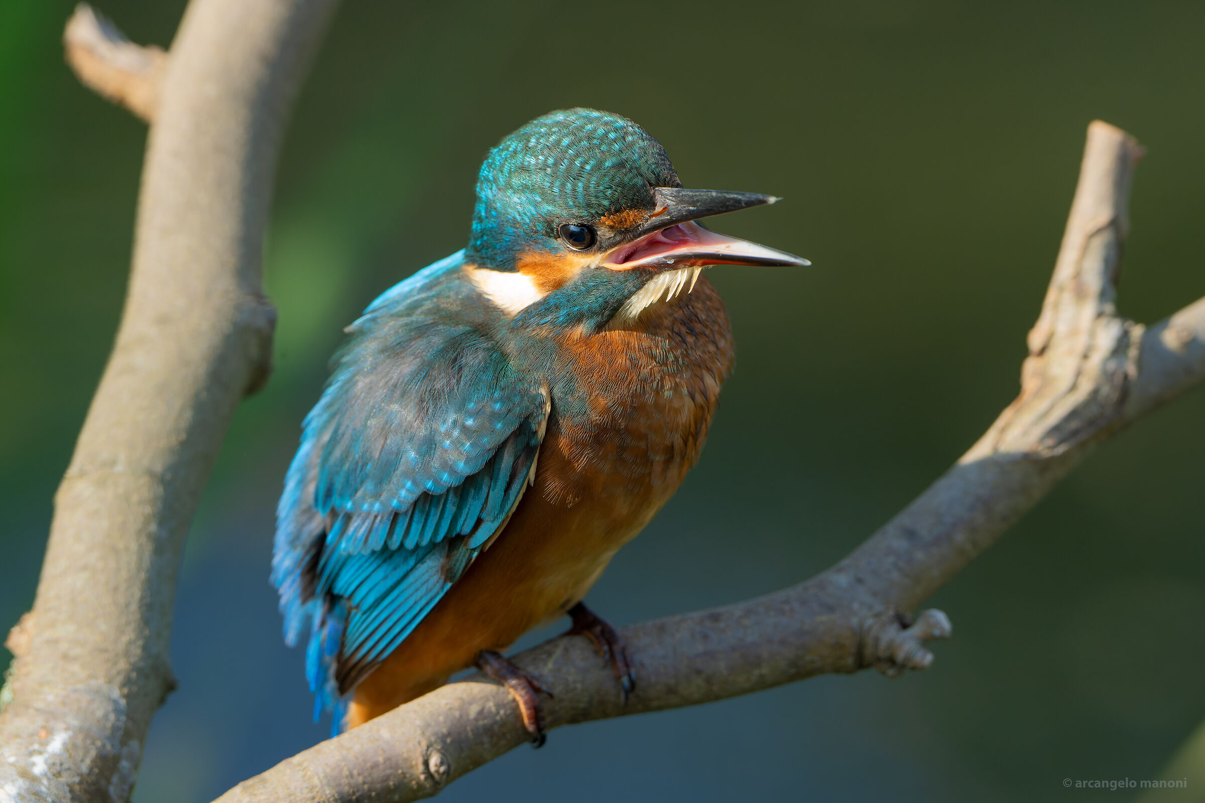 Il richiamo del giovane martino