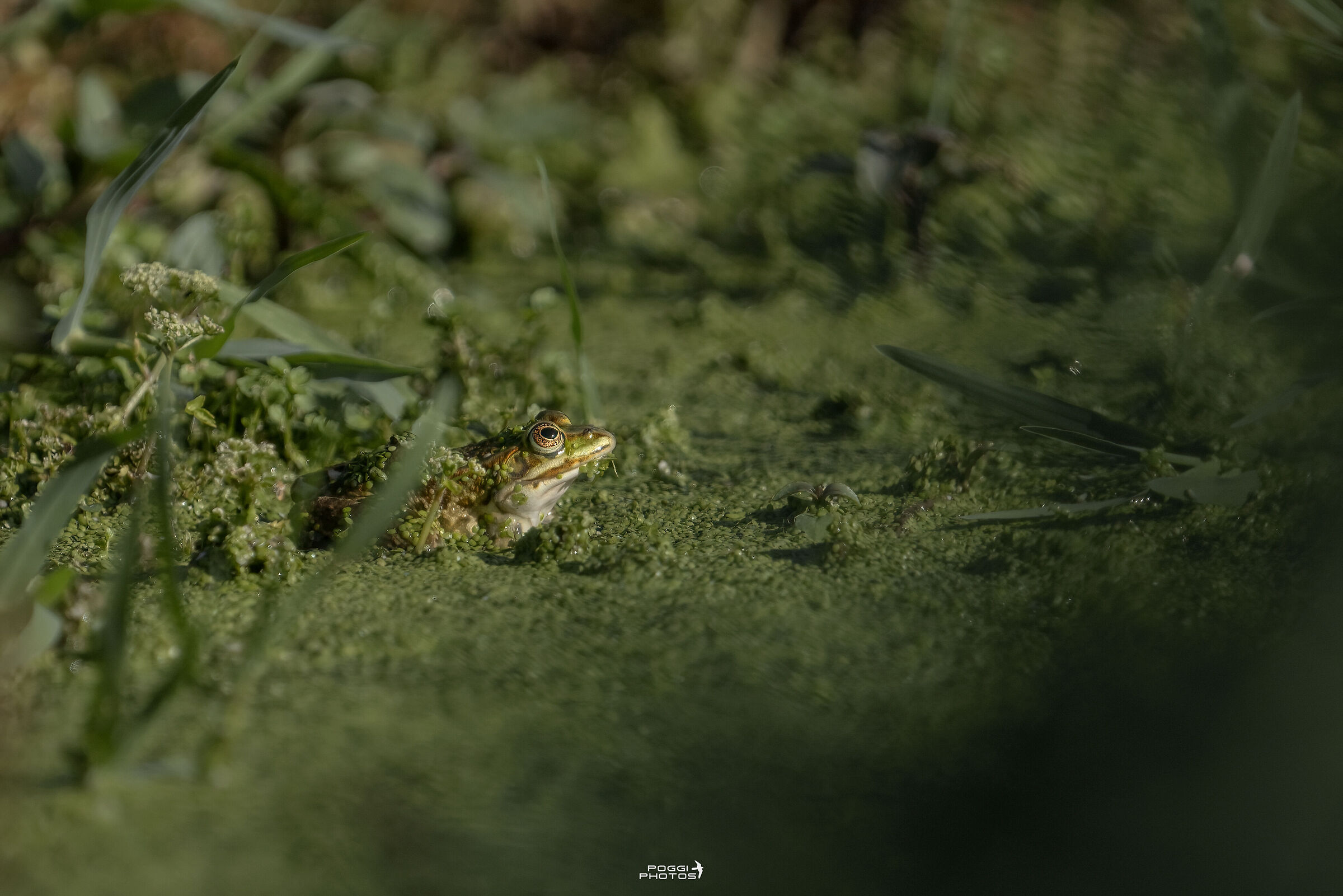 Green frog