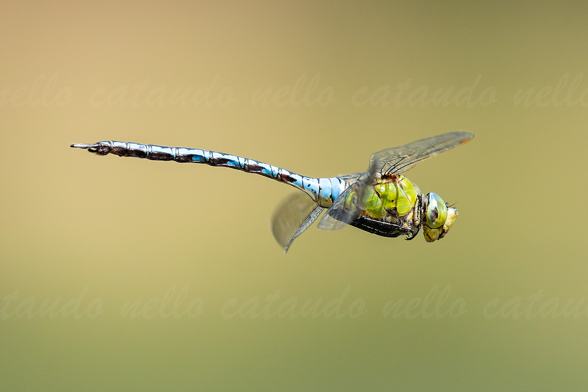 Anax imperator