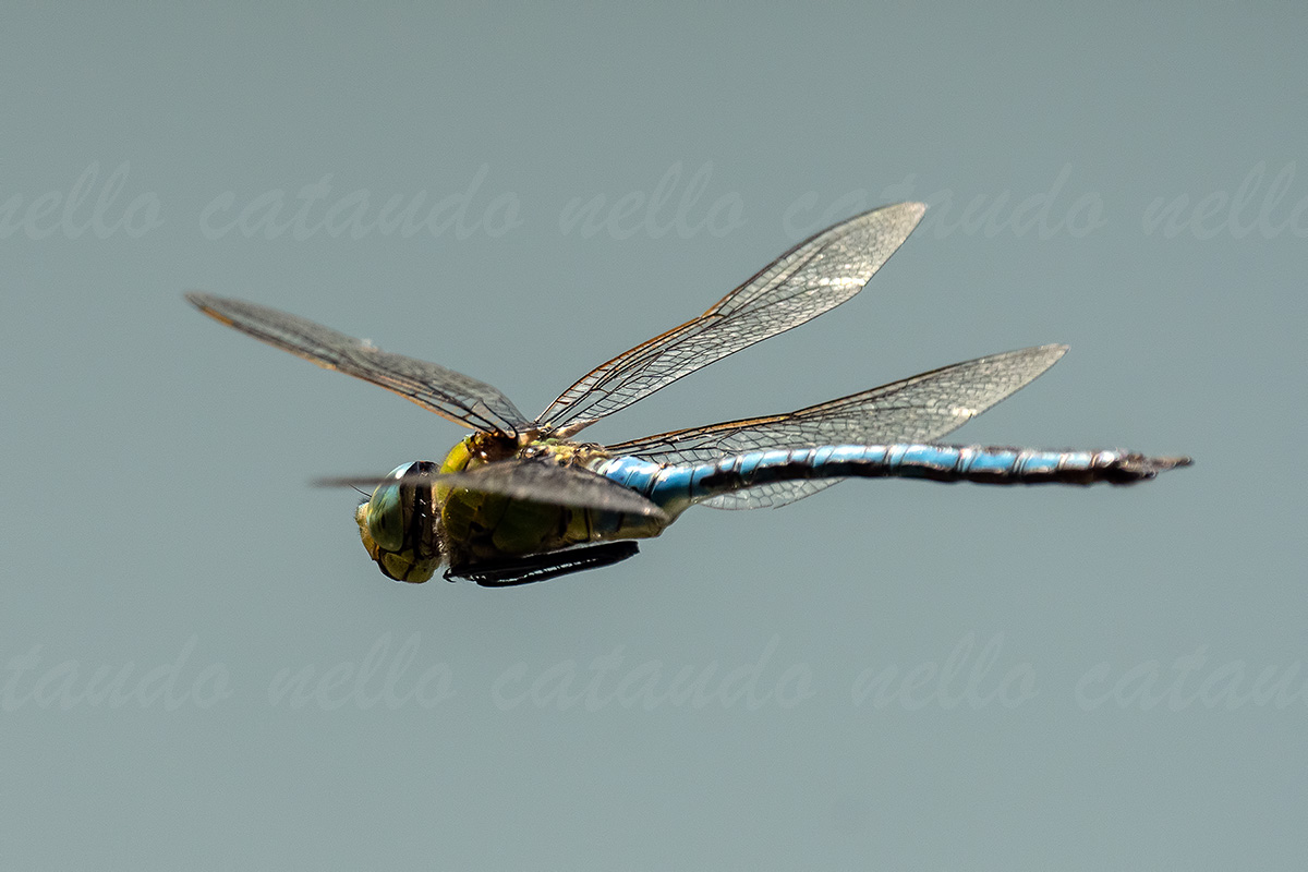 Anax imperator