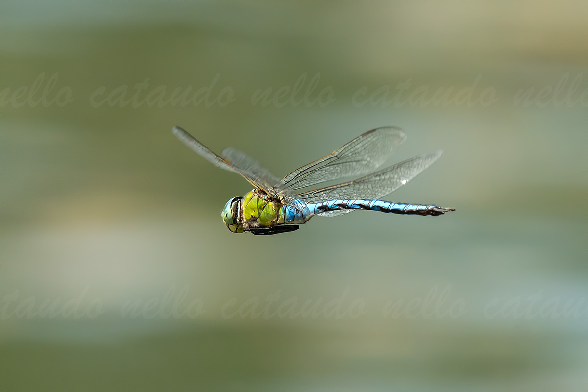Anax imperator