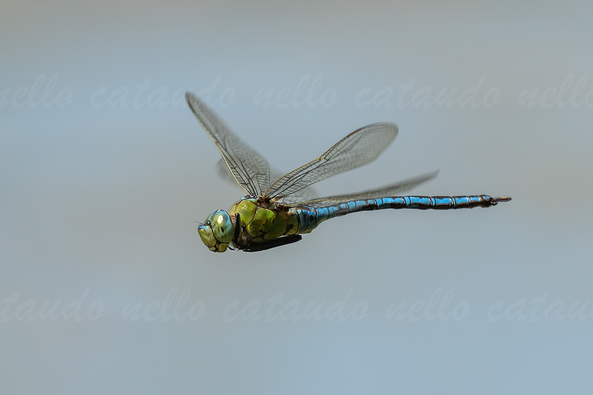 Anax imperator