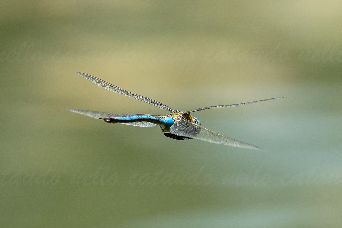 Anax imperator