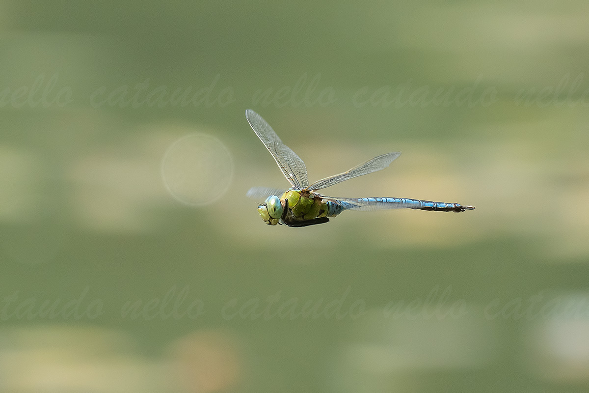 Anax imperator