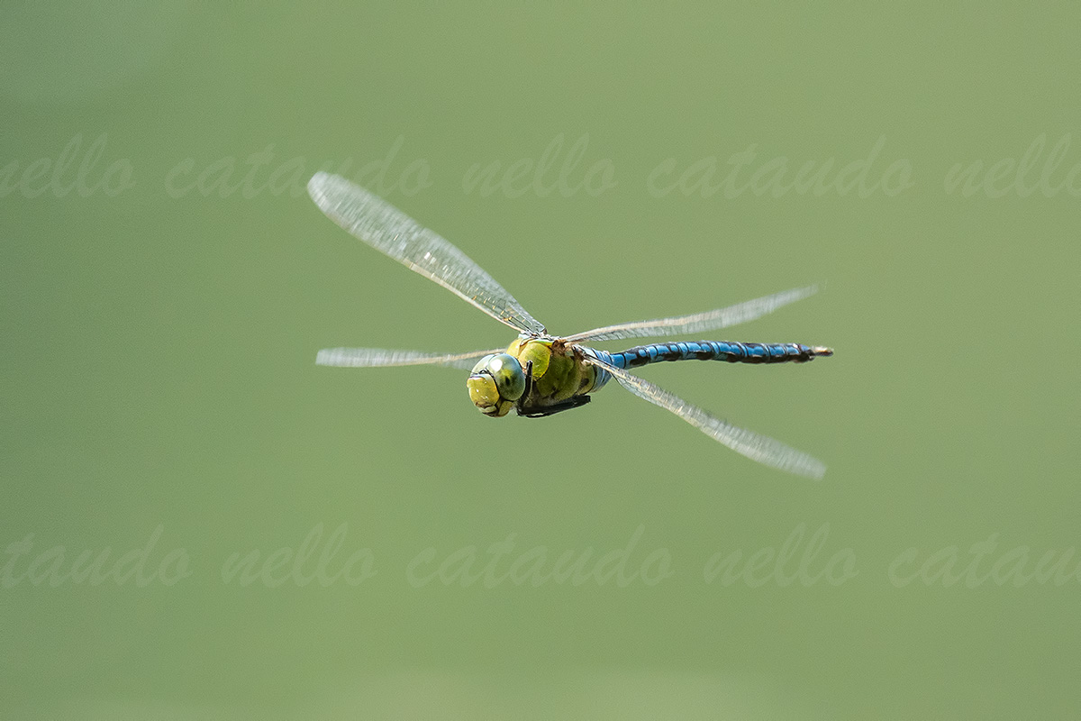 Anax imperator