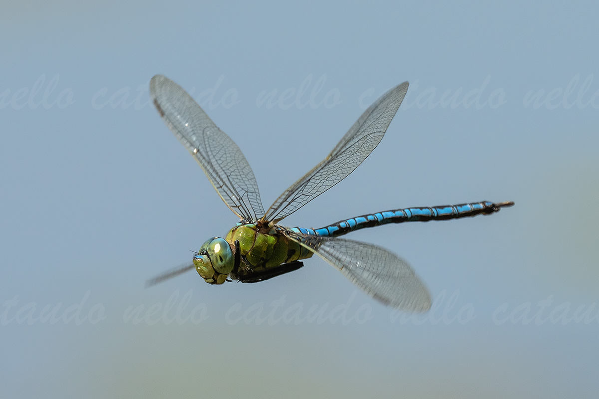 Anax imperator