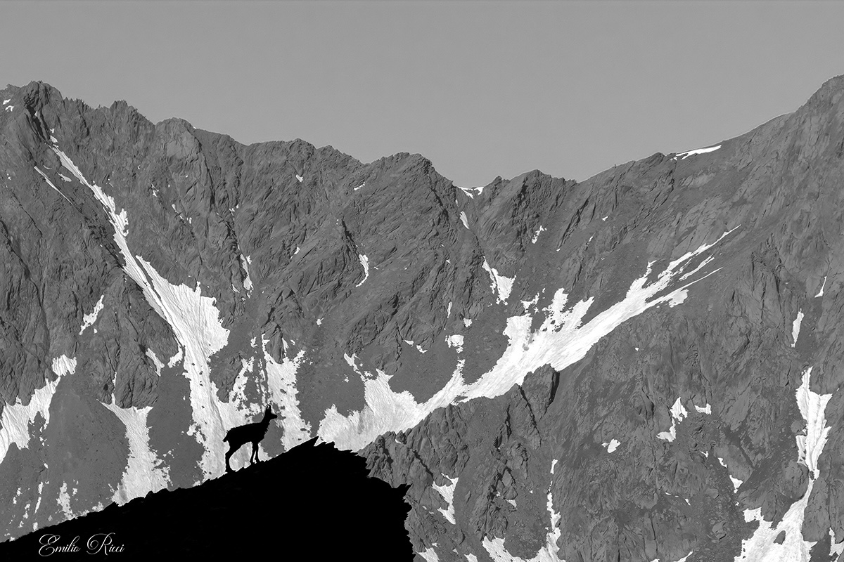 Chamois