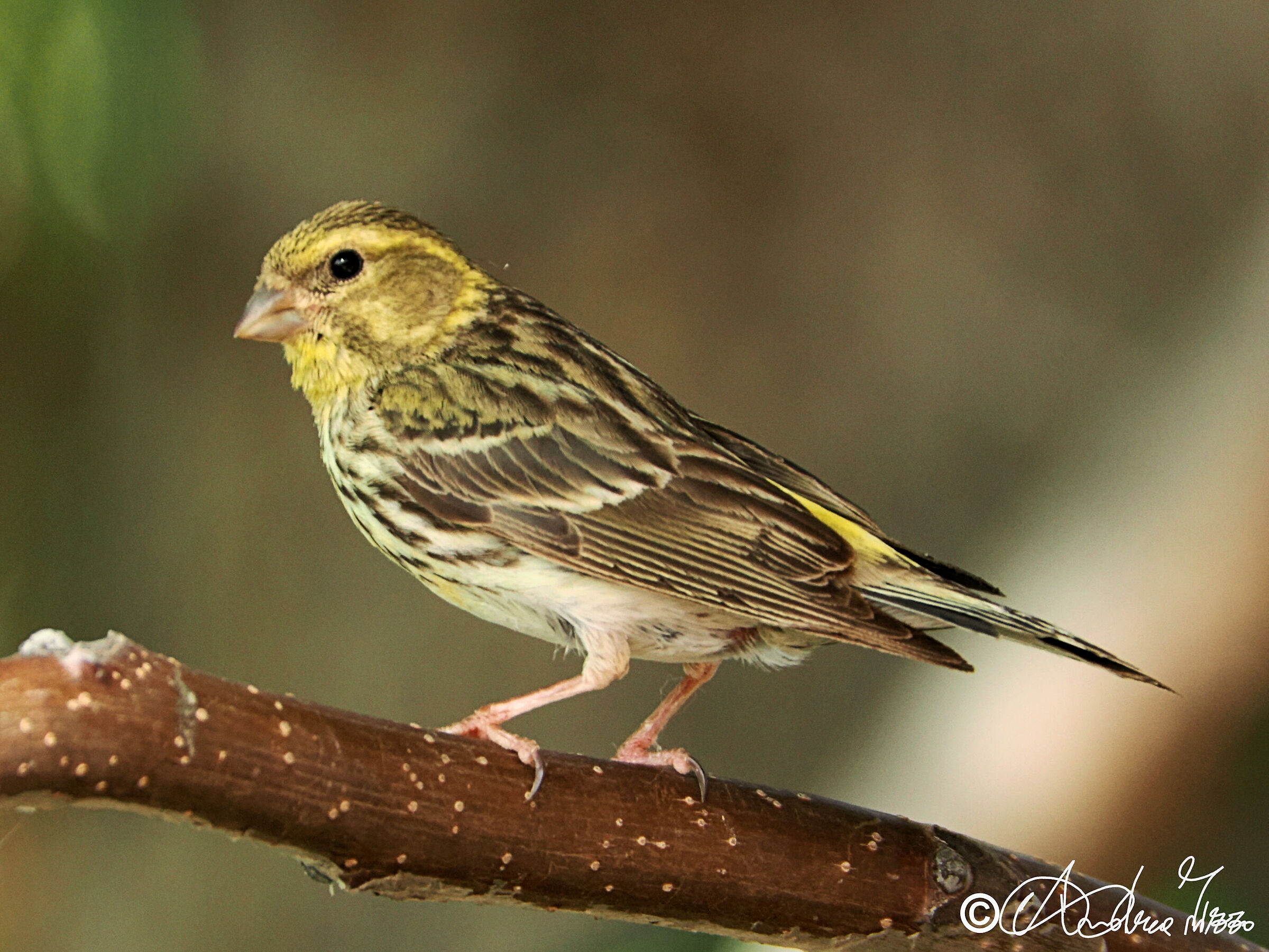 greenfinch