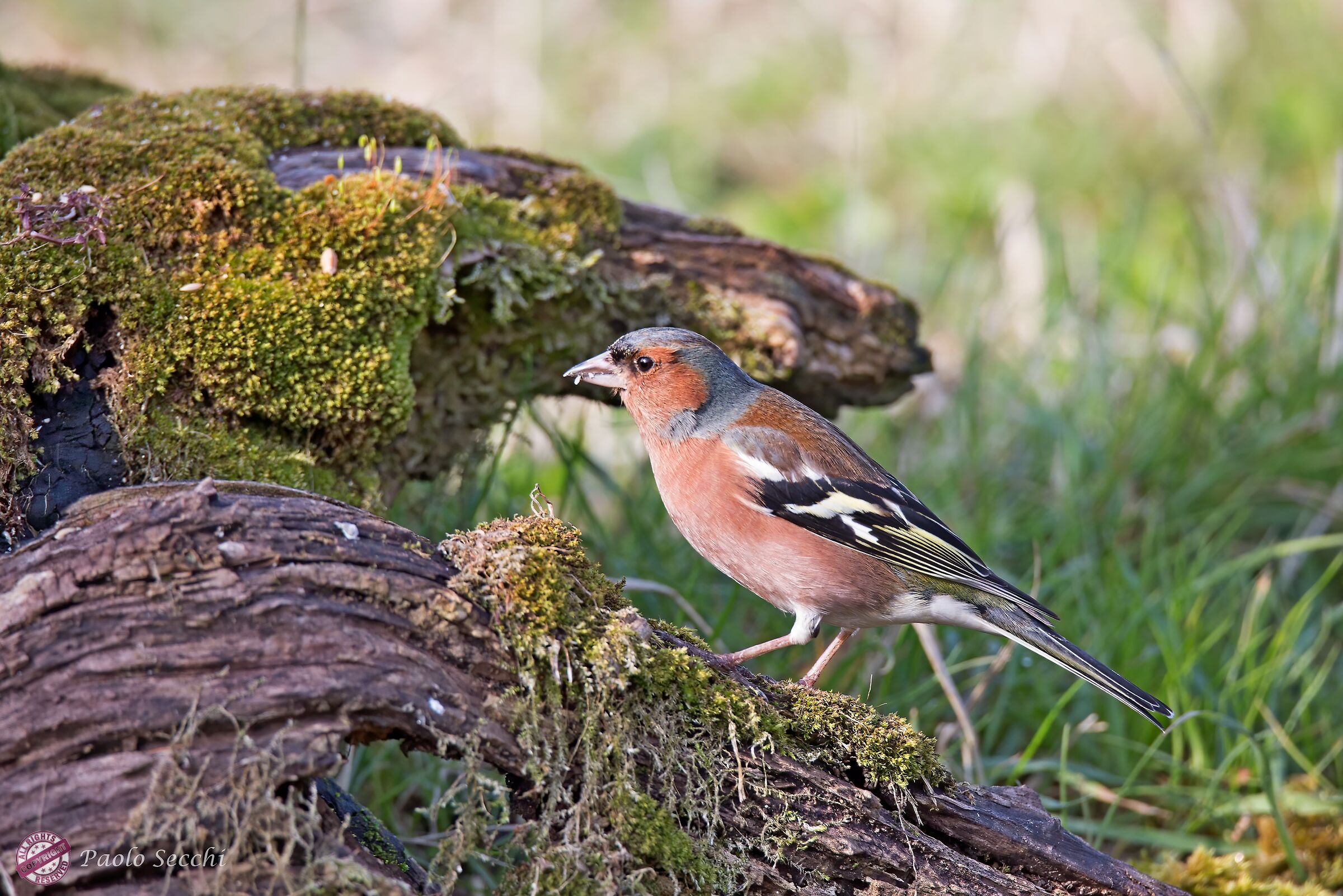Fringilla coelebs (Fringuello)