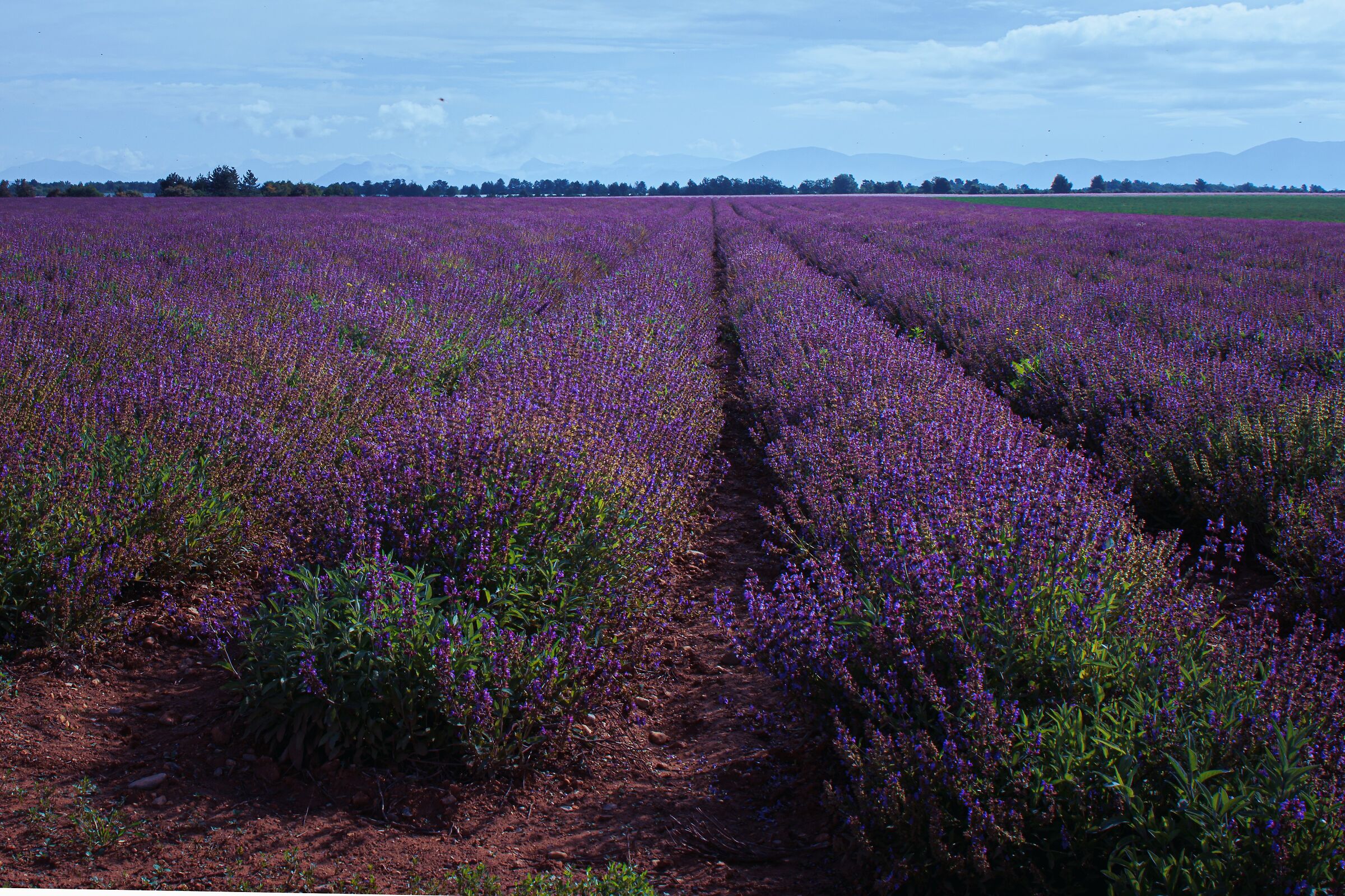 Salvia a Valensole