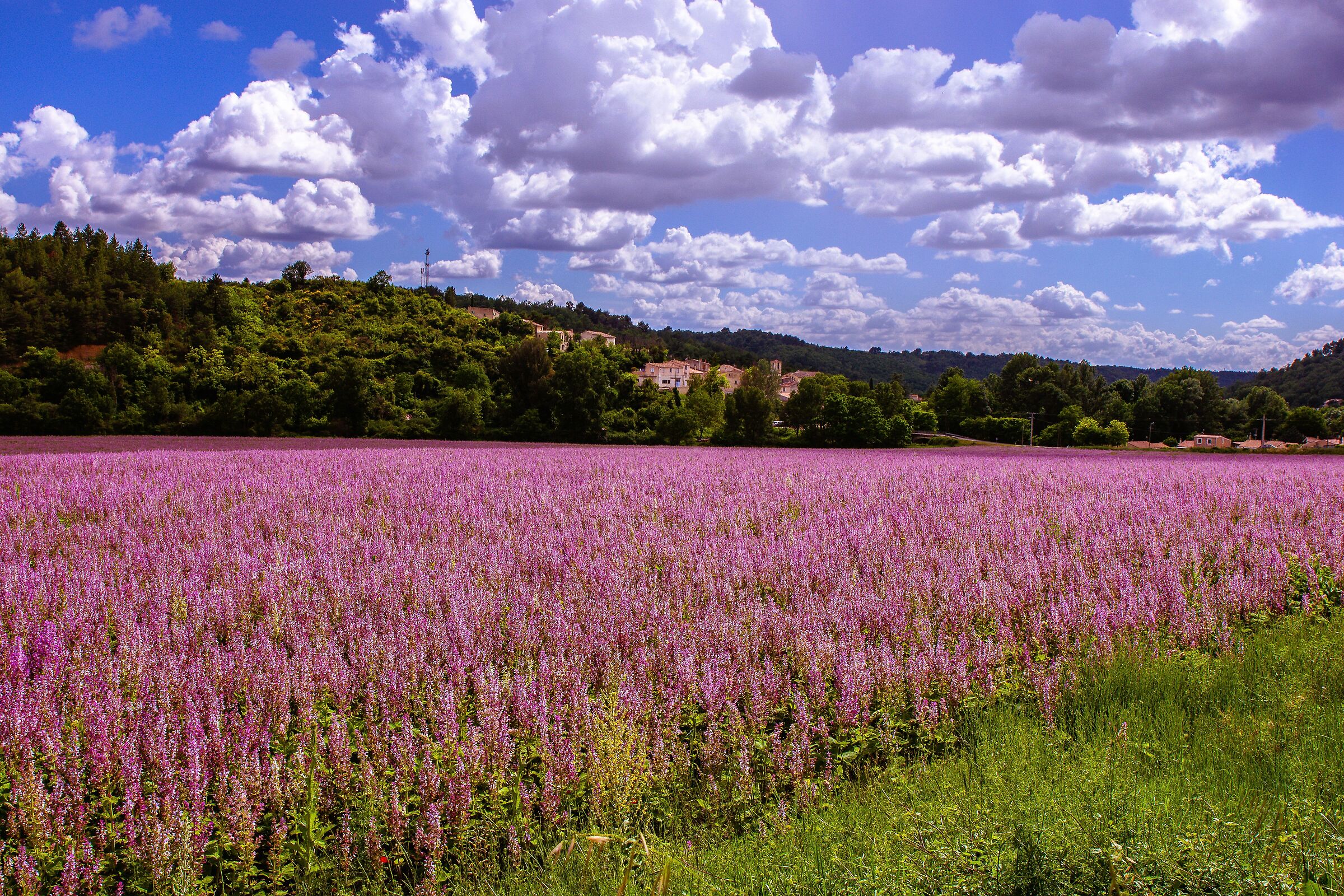 Malva selvatica a Valensole