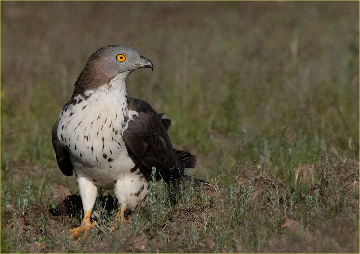 falco pecchiaiolo ,,