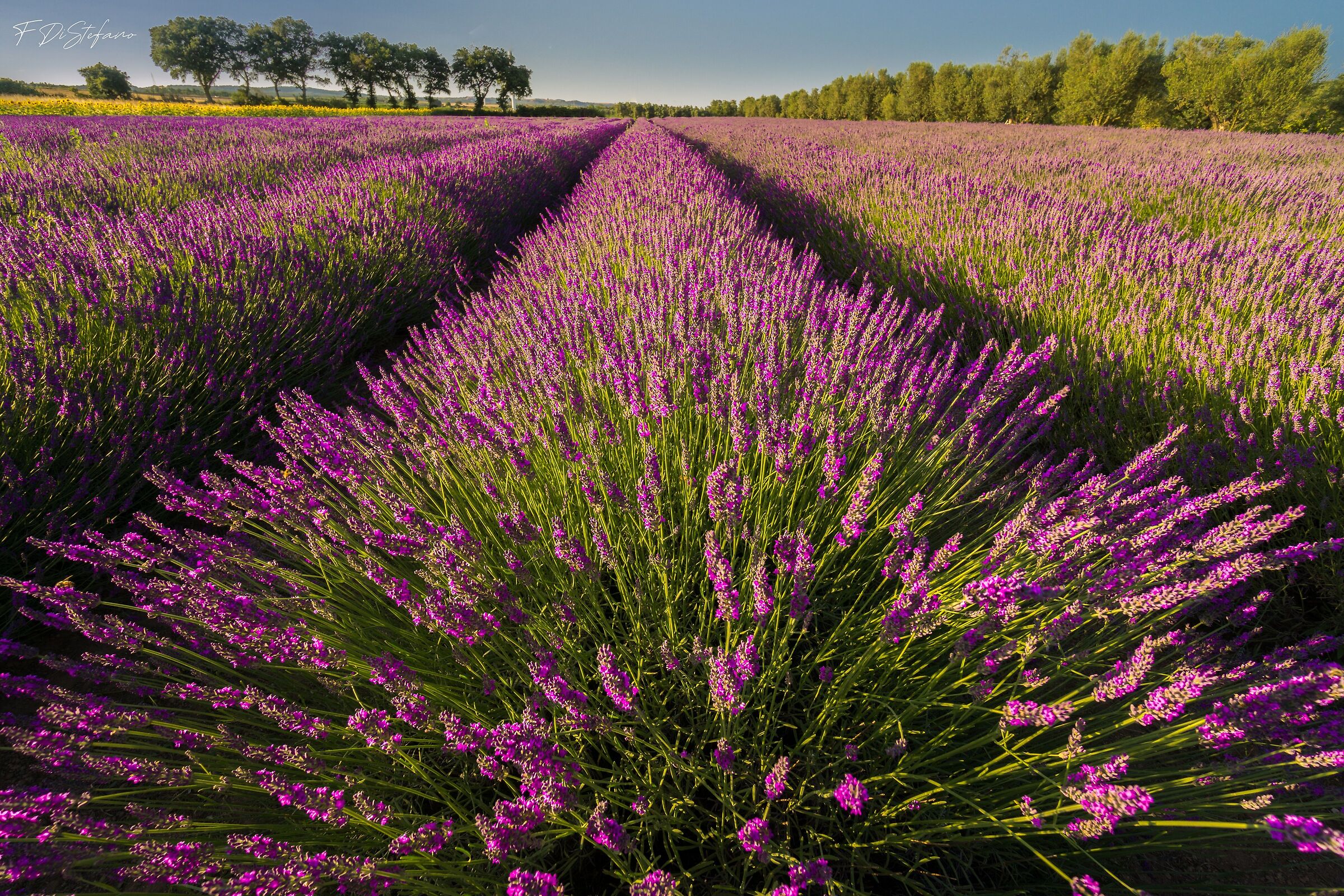 I Profumi della Tuscia