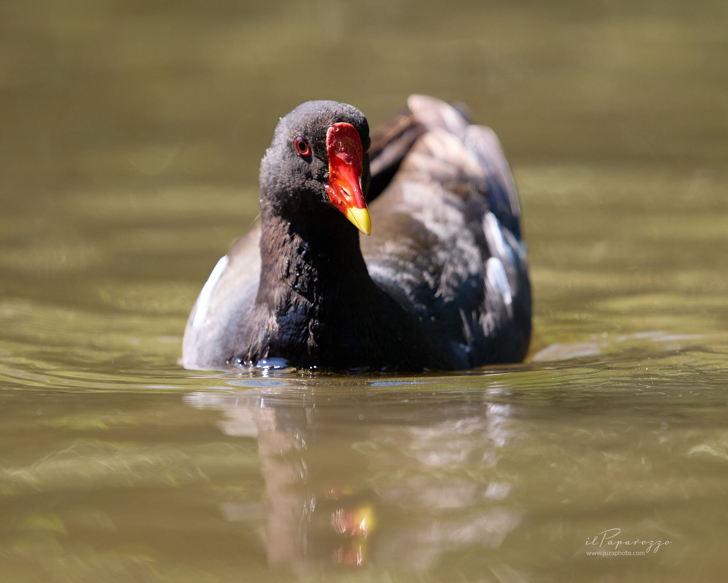 Gallinella d'acqua