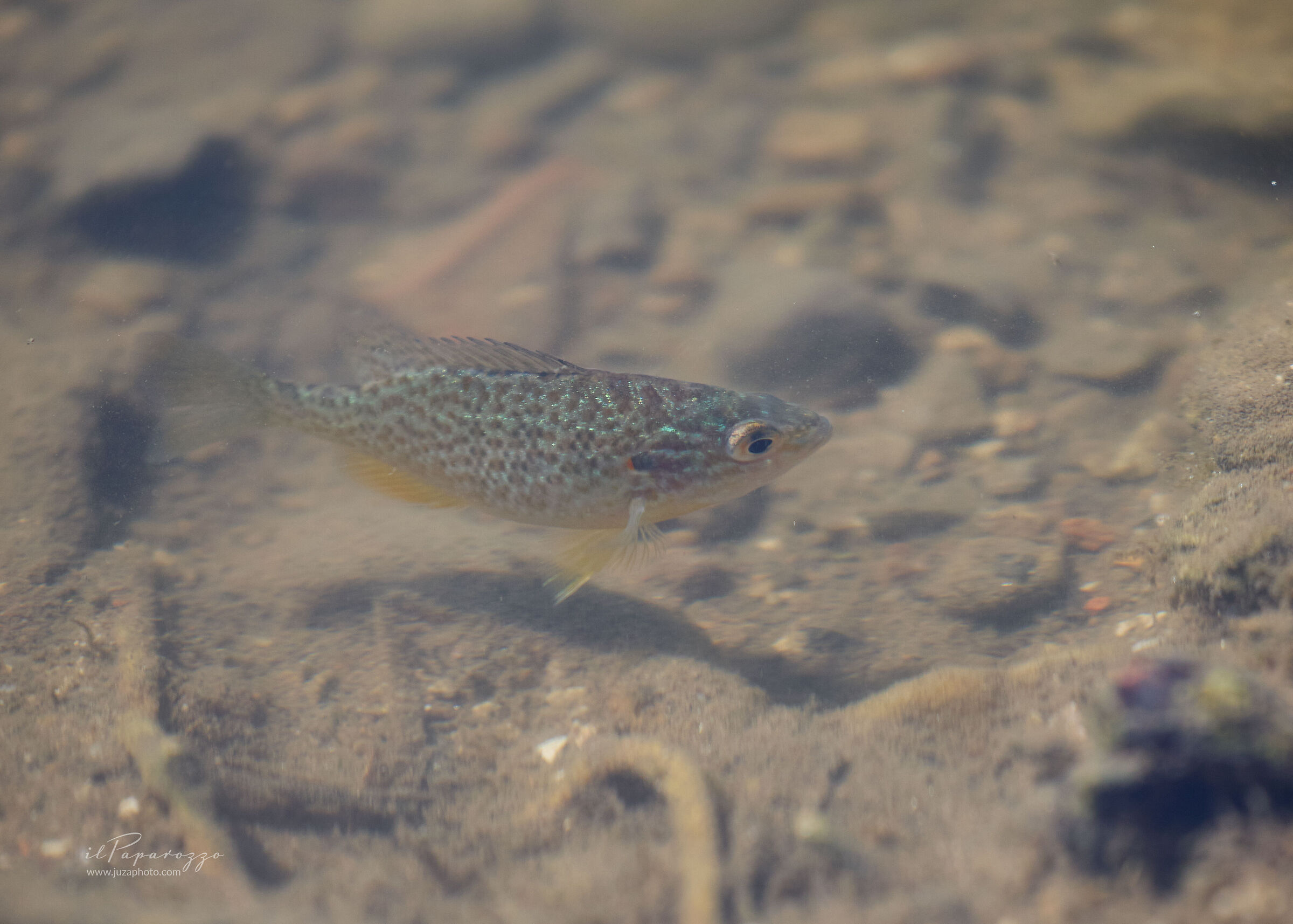 Persico Sole o pesce Sole, Gobbetto o Gobbo