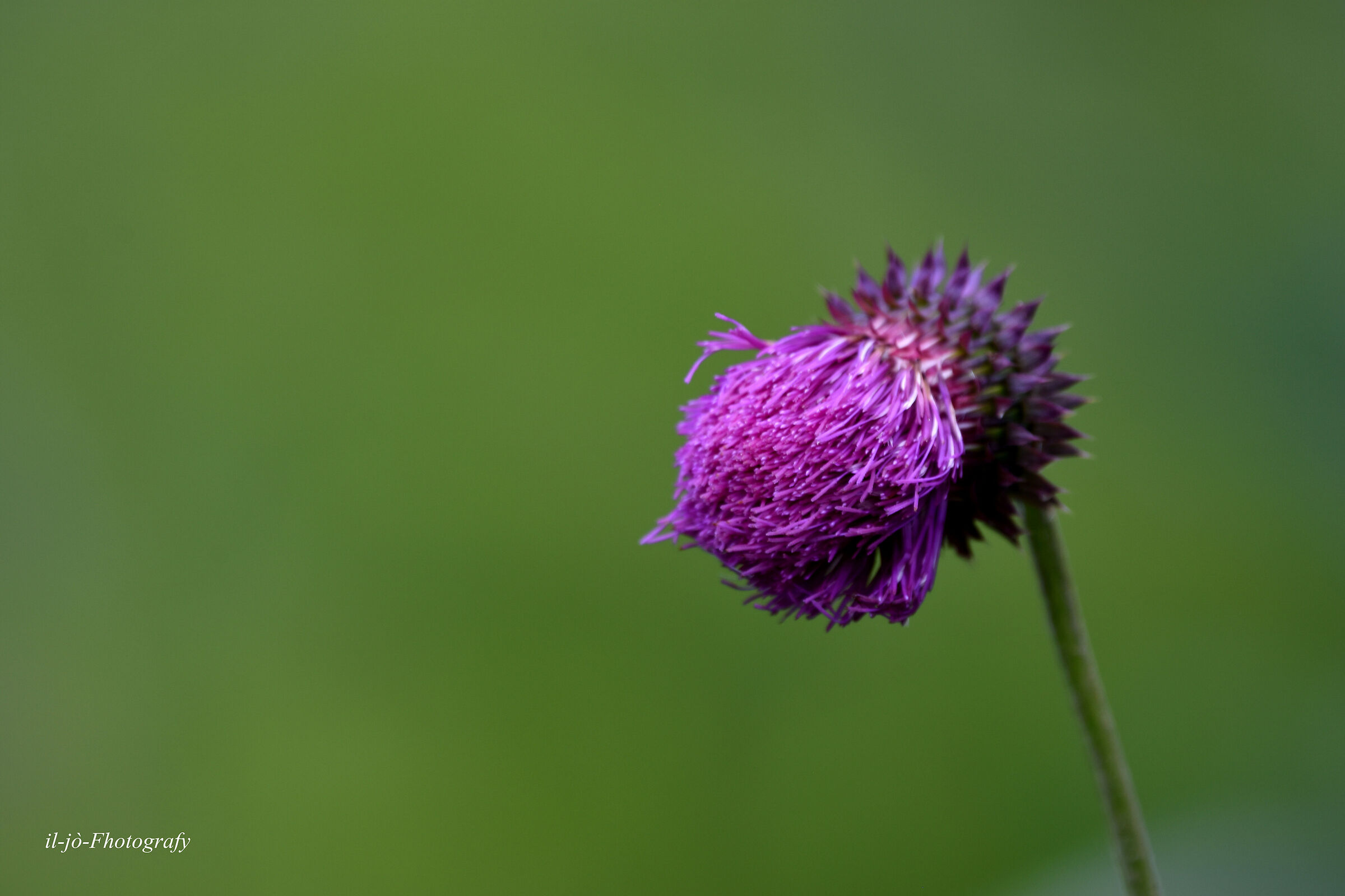 Untitled Photo