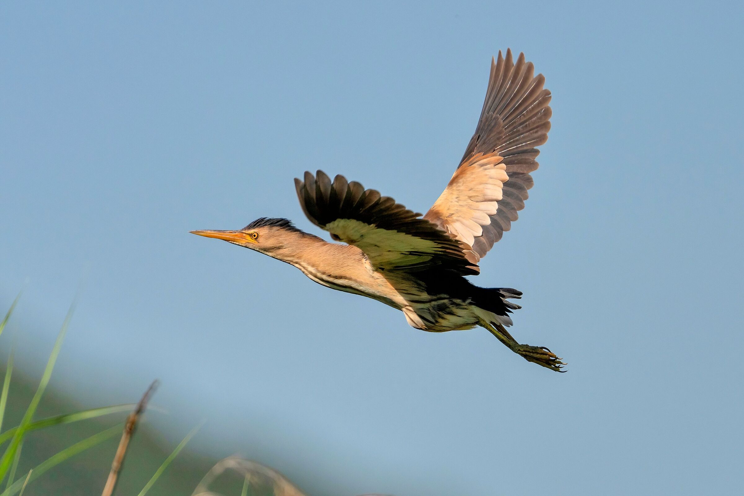 Tarabusino (Ixobrychus minutus)