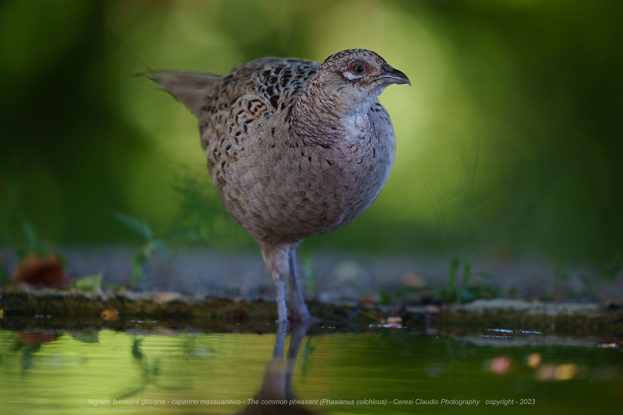 The common pheasant (Phasianus colchicus) fagiano fem.