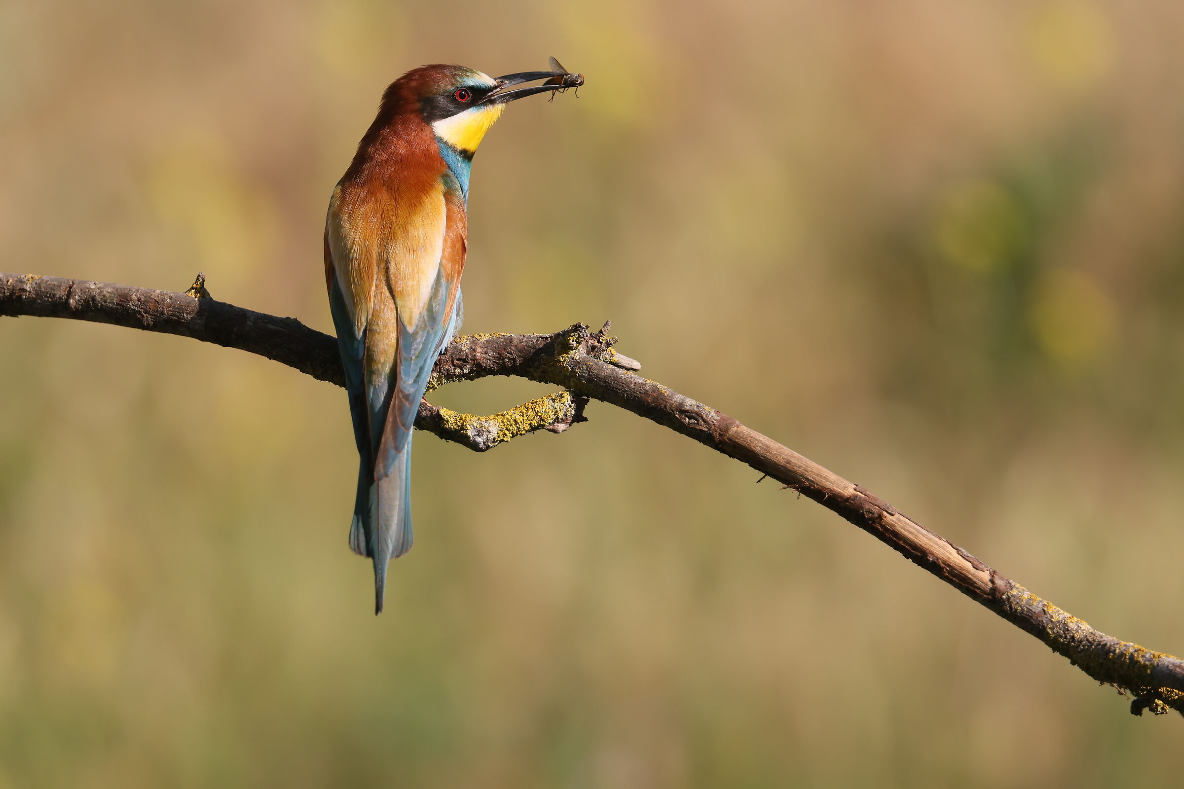 Bee-eater with prey