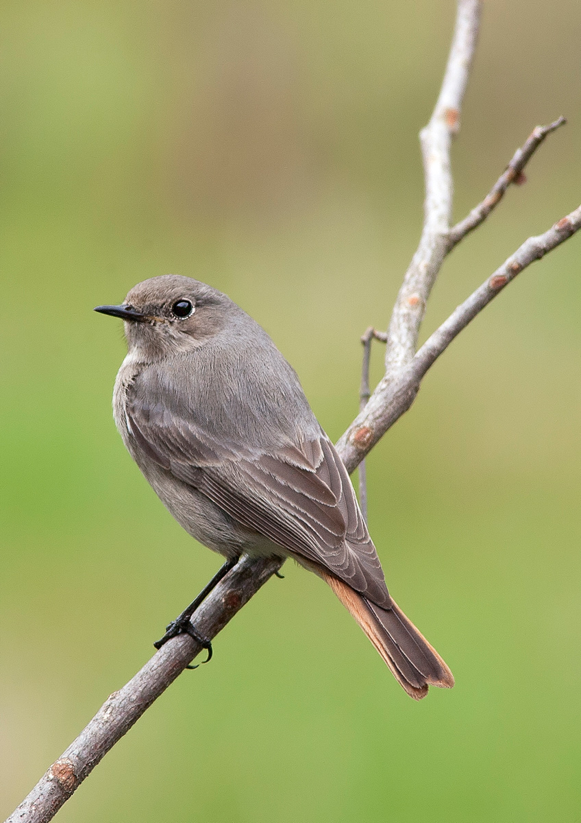 Black Redstart female