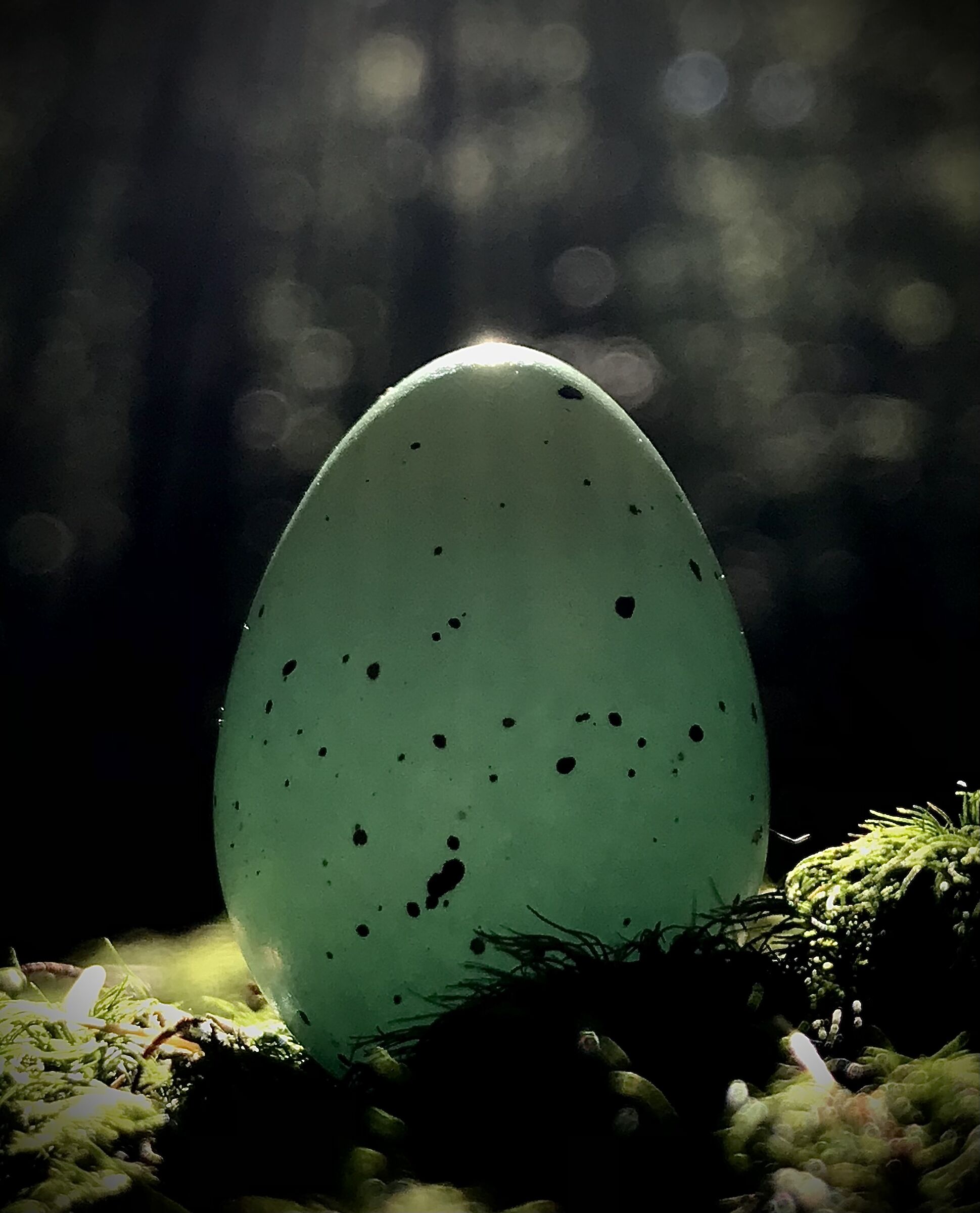 Dragon egg