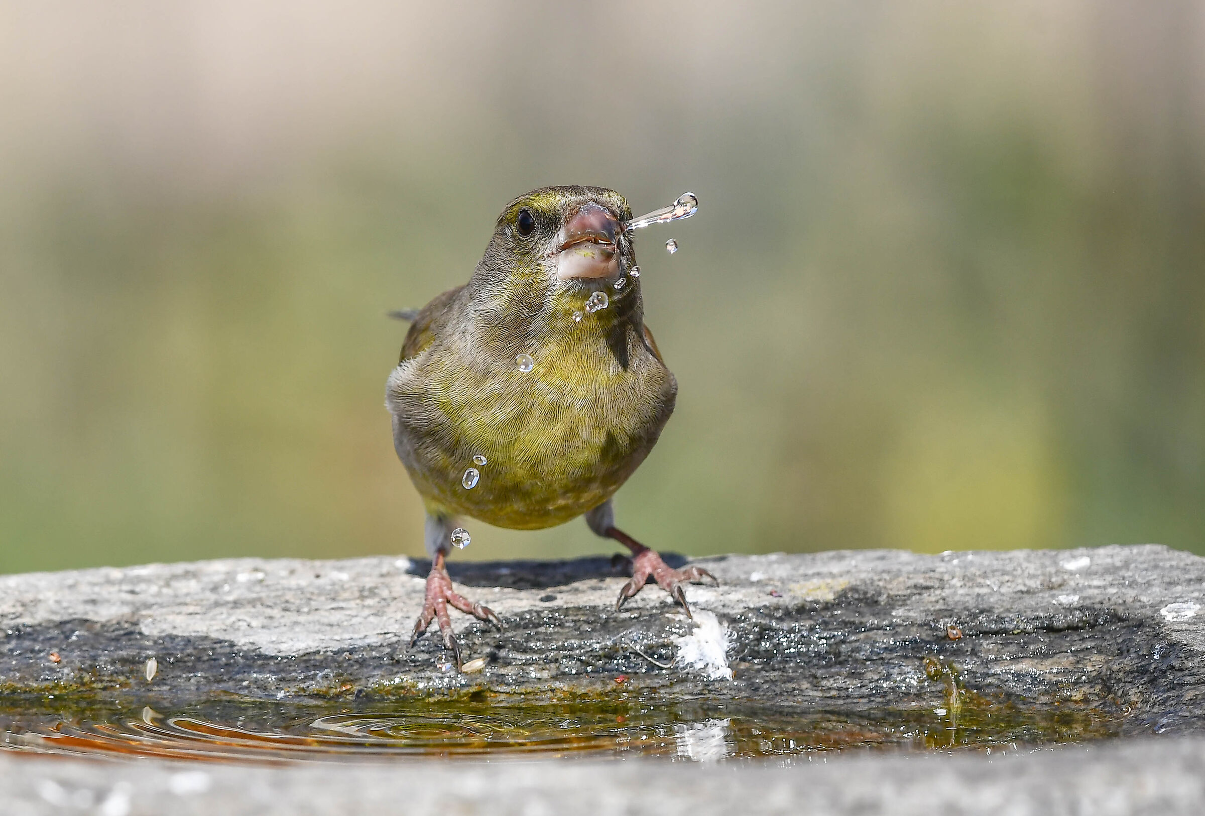Greenfinch