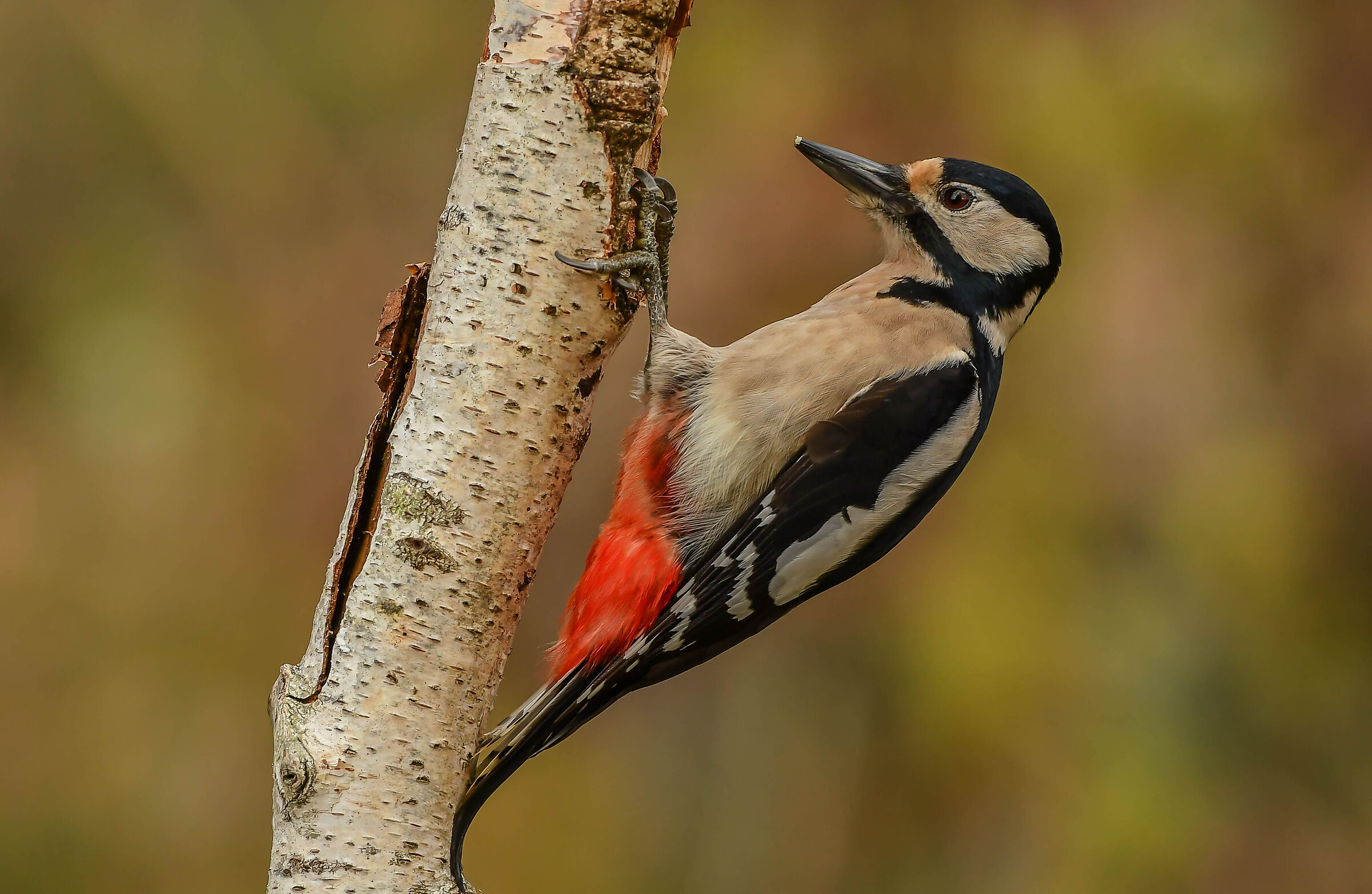 Greater spotted woodpecker (F)
