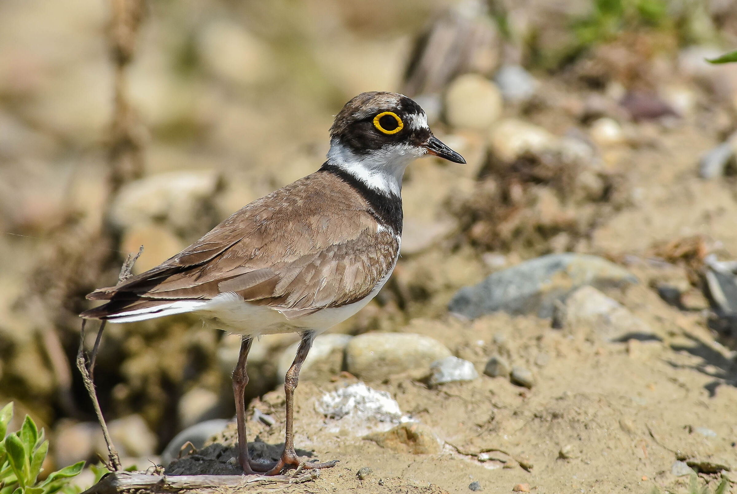 Little ringed plover