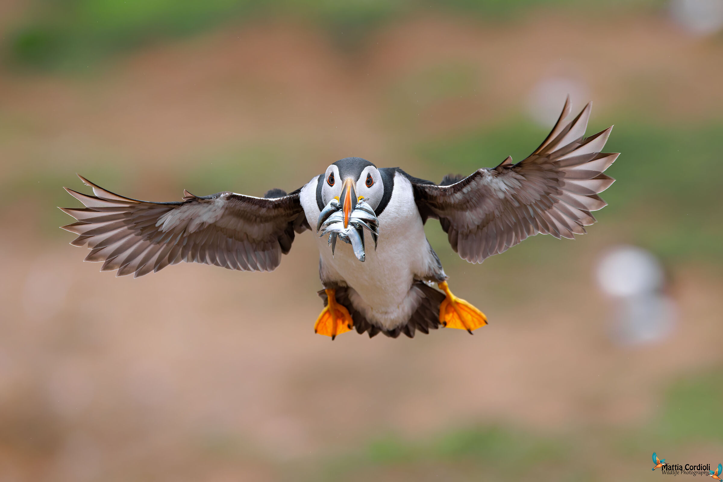 Puffin in flight with prey