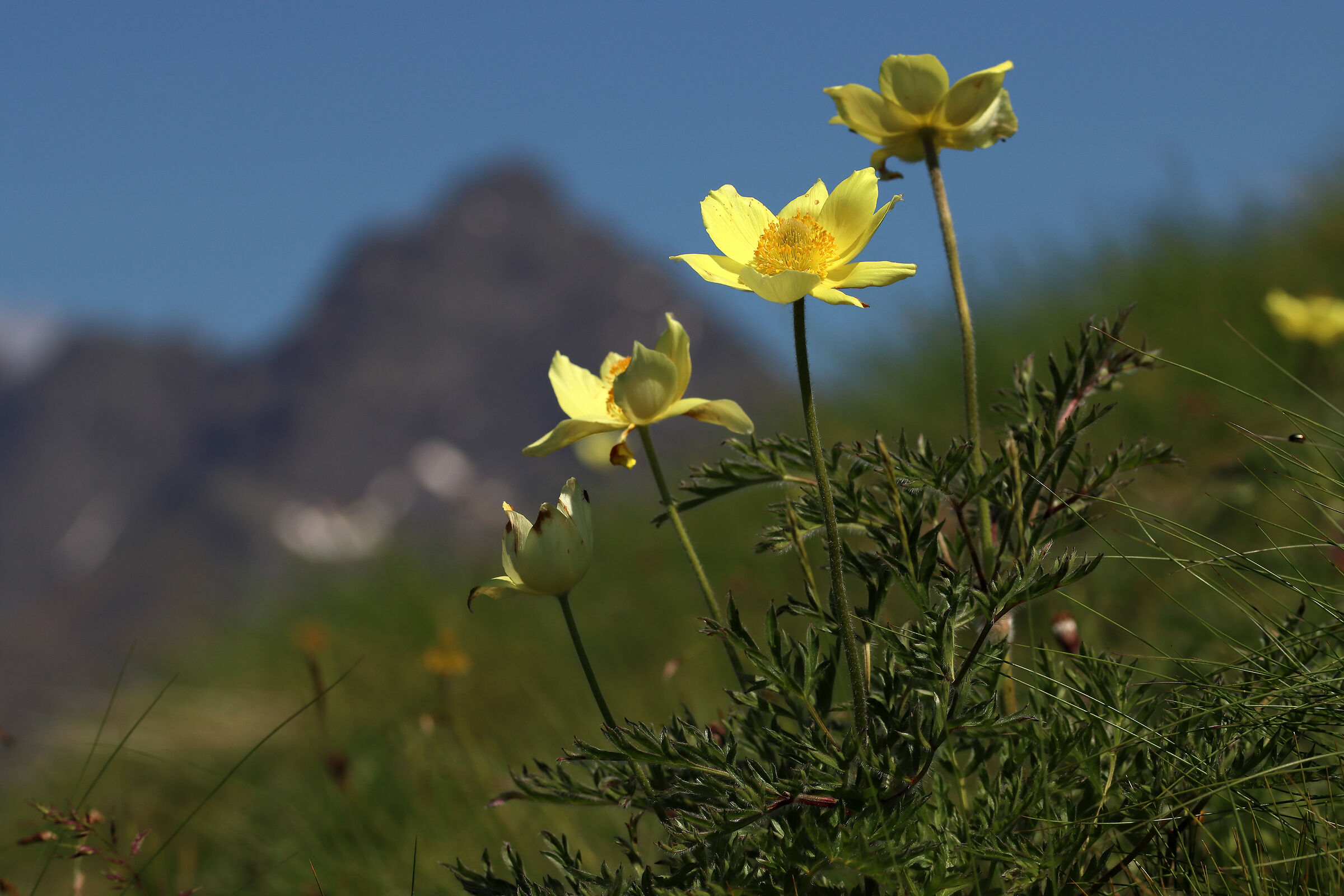 orobic flowering