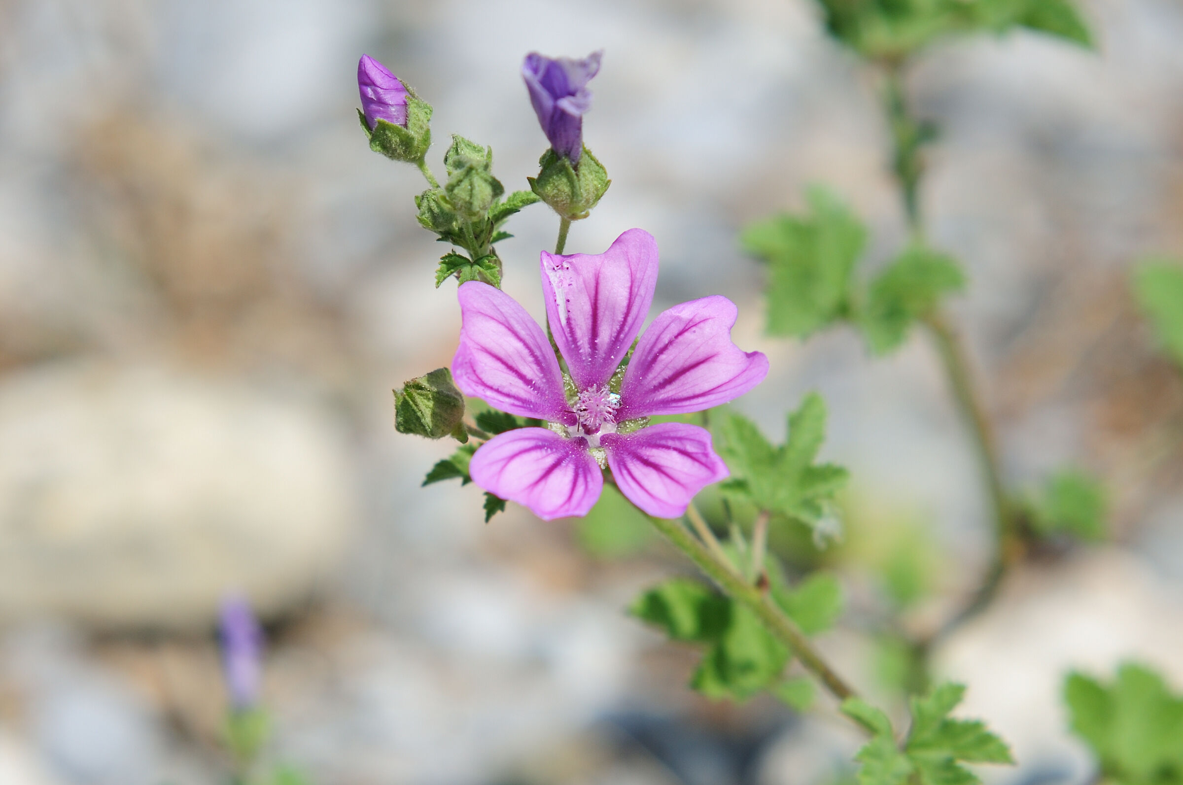 Malva sylvestris