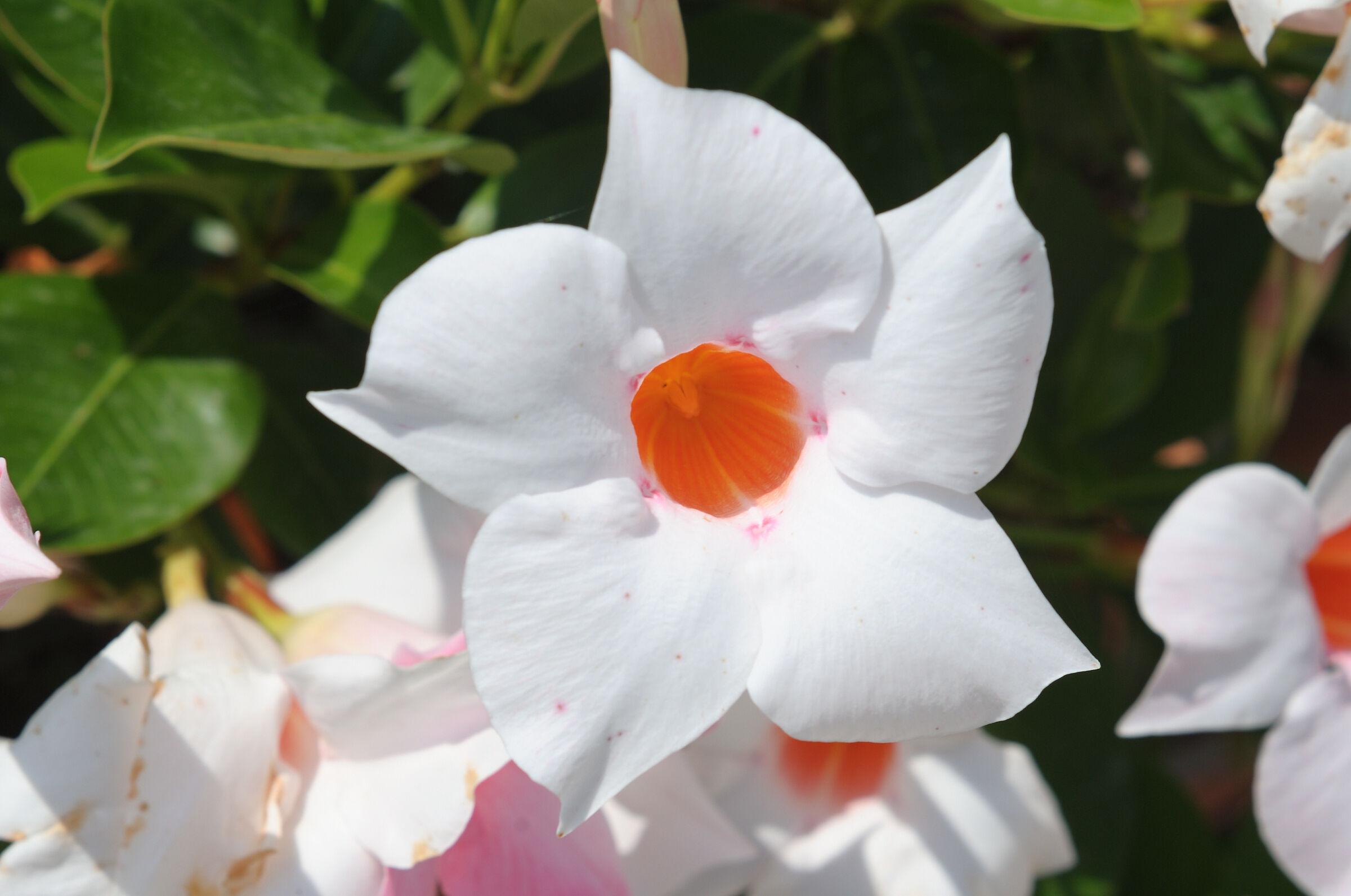Mandevilla splendens