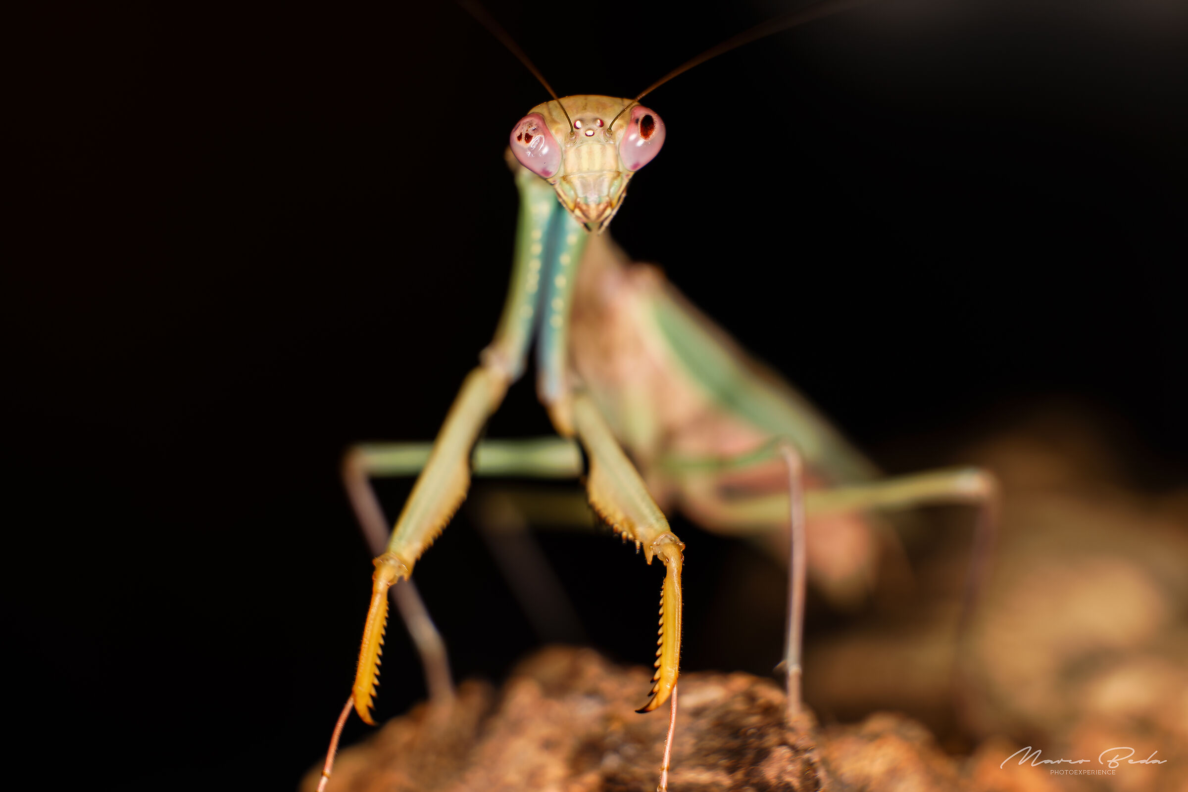 Polyspilota sp