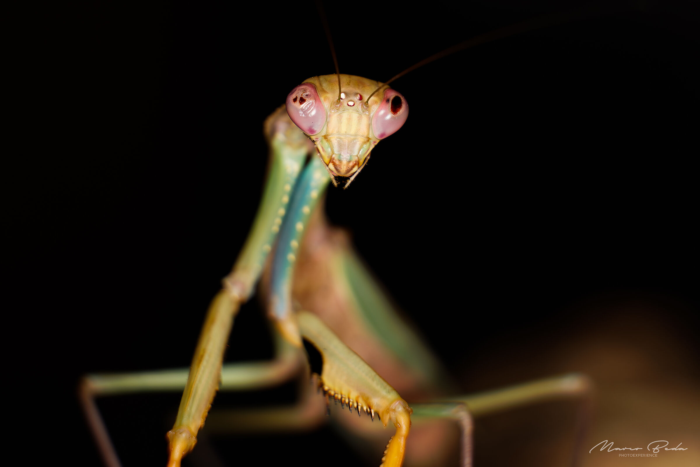 Polyspilota sp