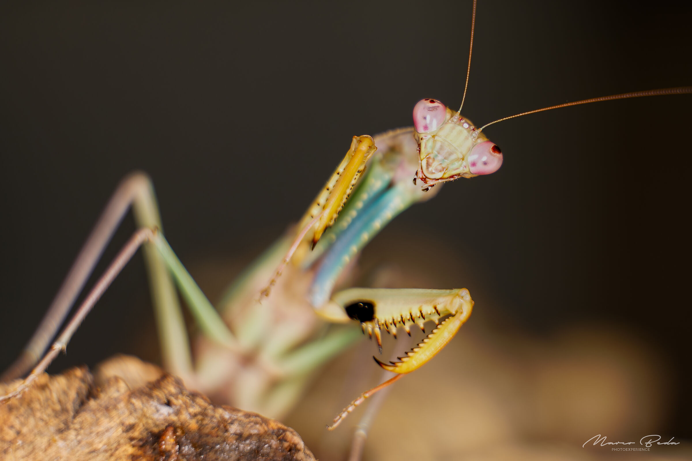Polyspilota sp