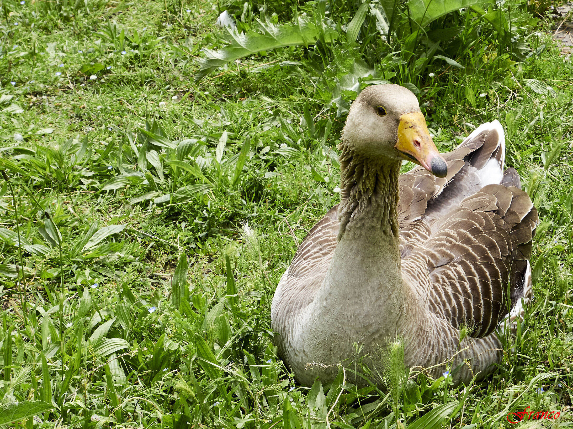 Duck on the Bisenzio river