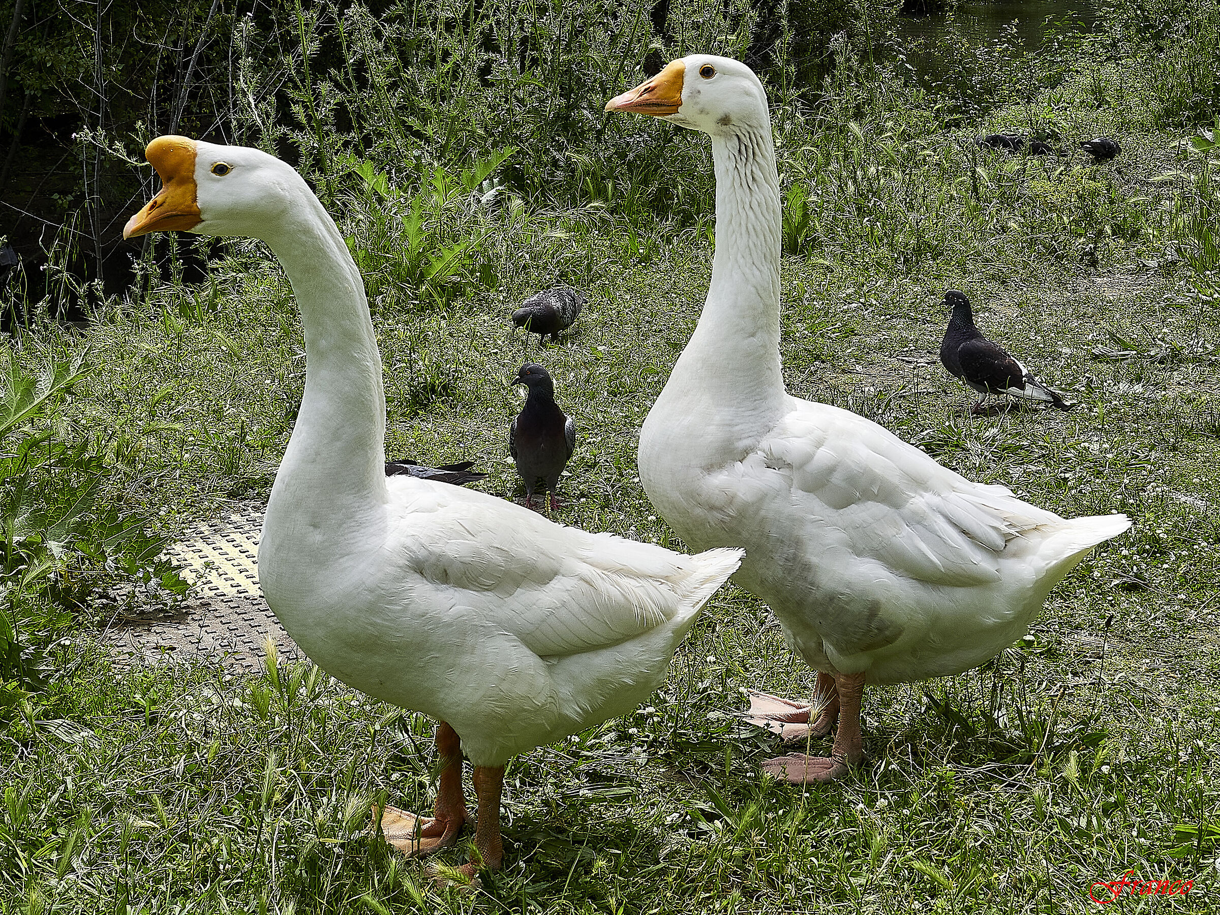 Two ducks wandering around
