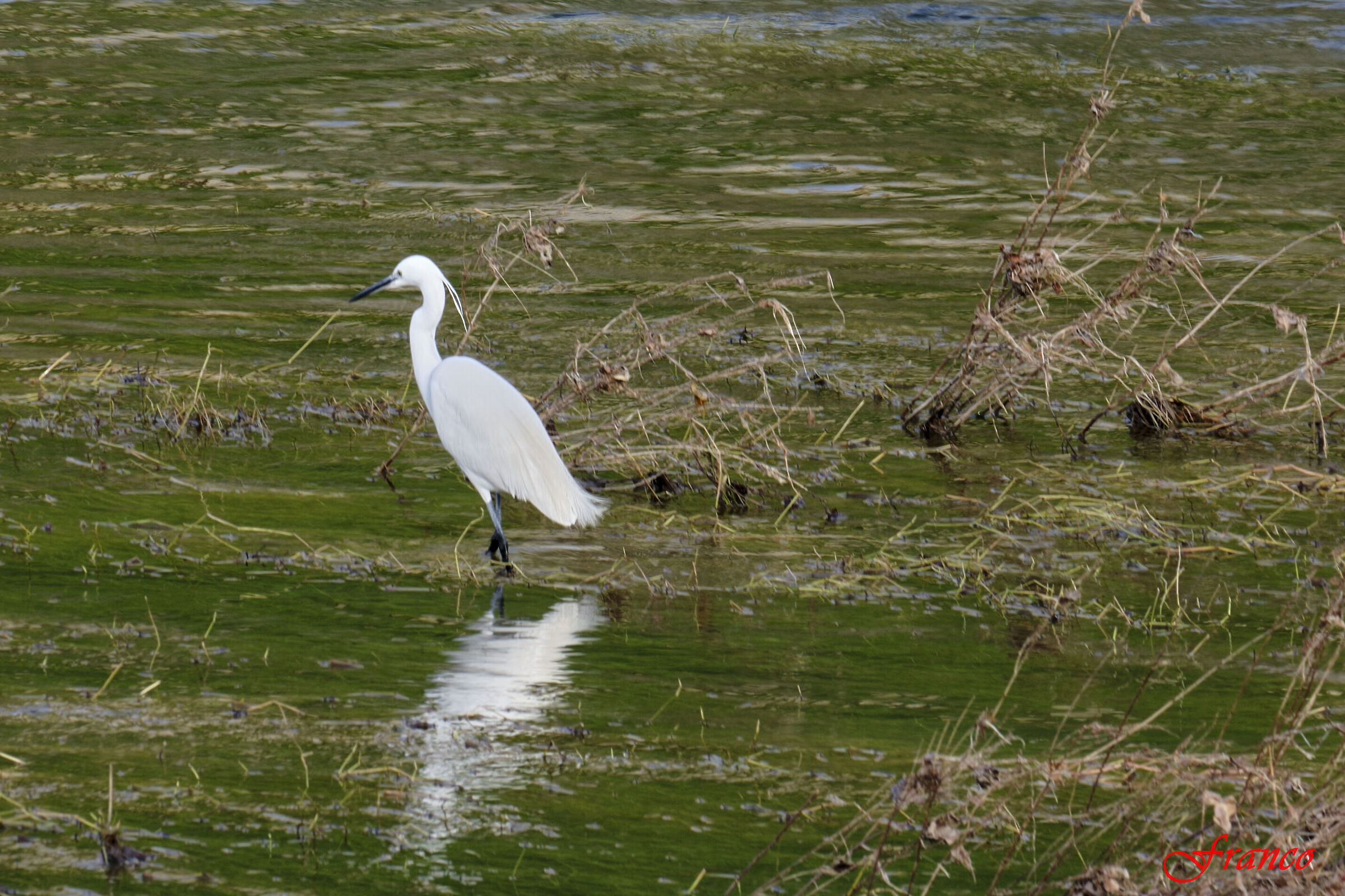 White Heron