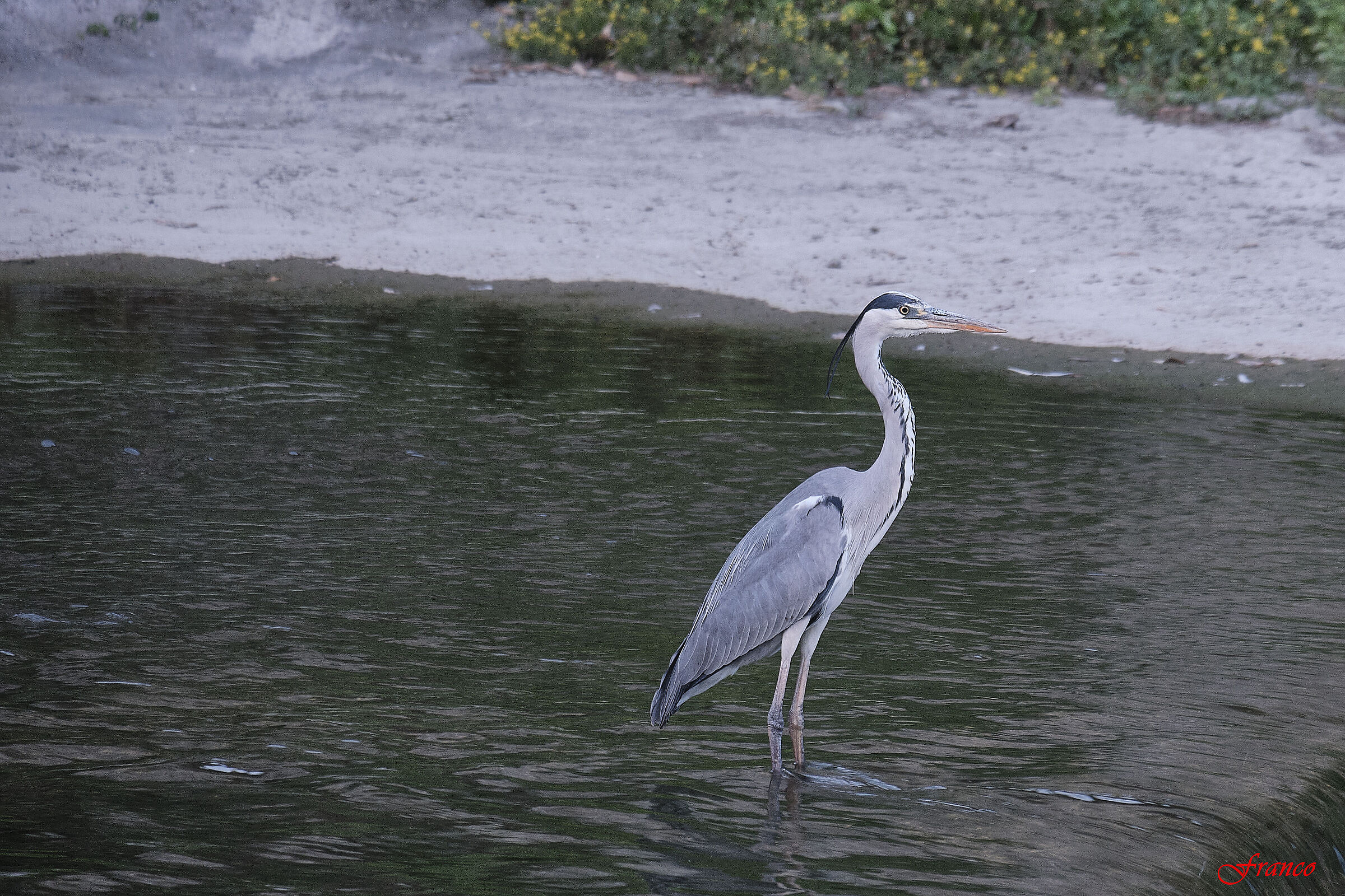 Airone cenerino: la caccia